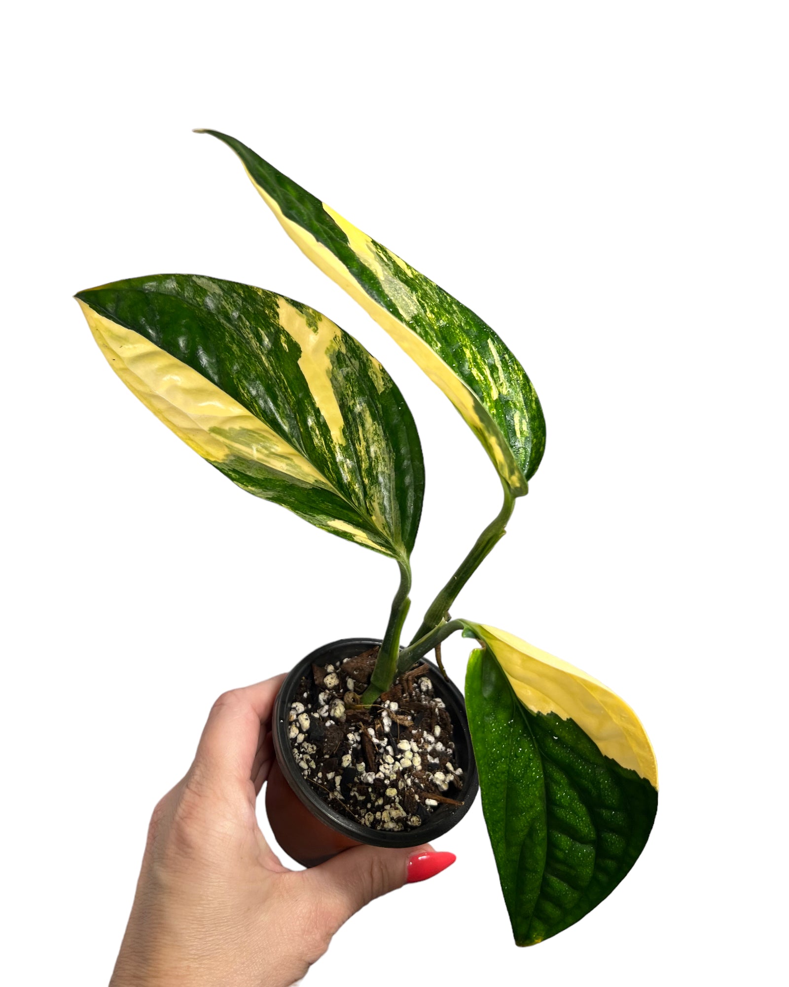 Monstera Peru JA47