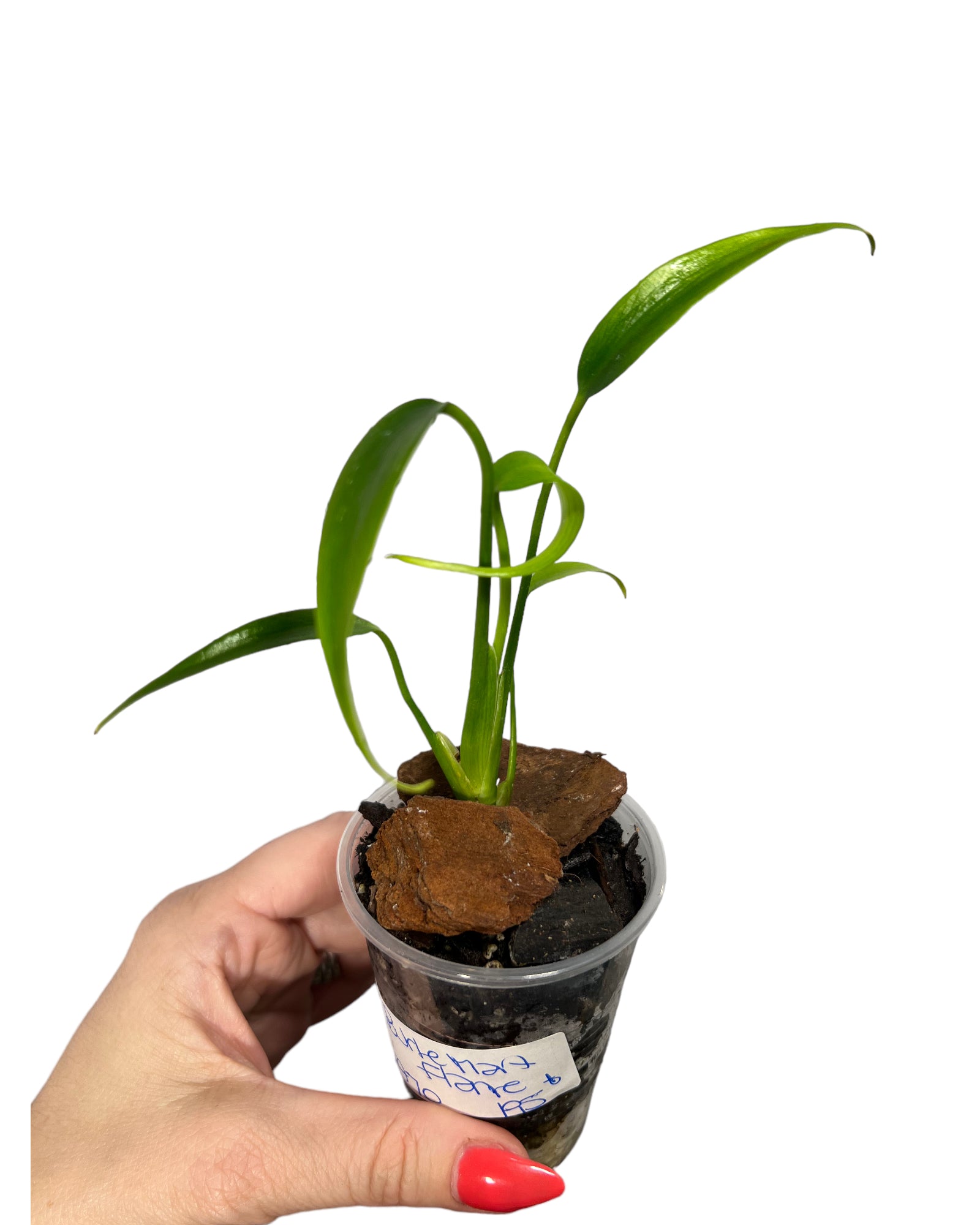 Monstera Burle Marx Flame JA70