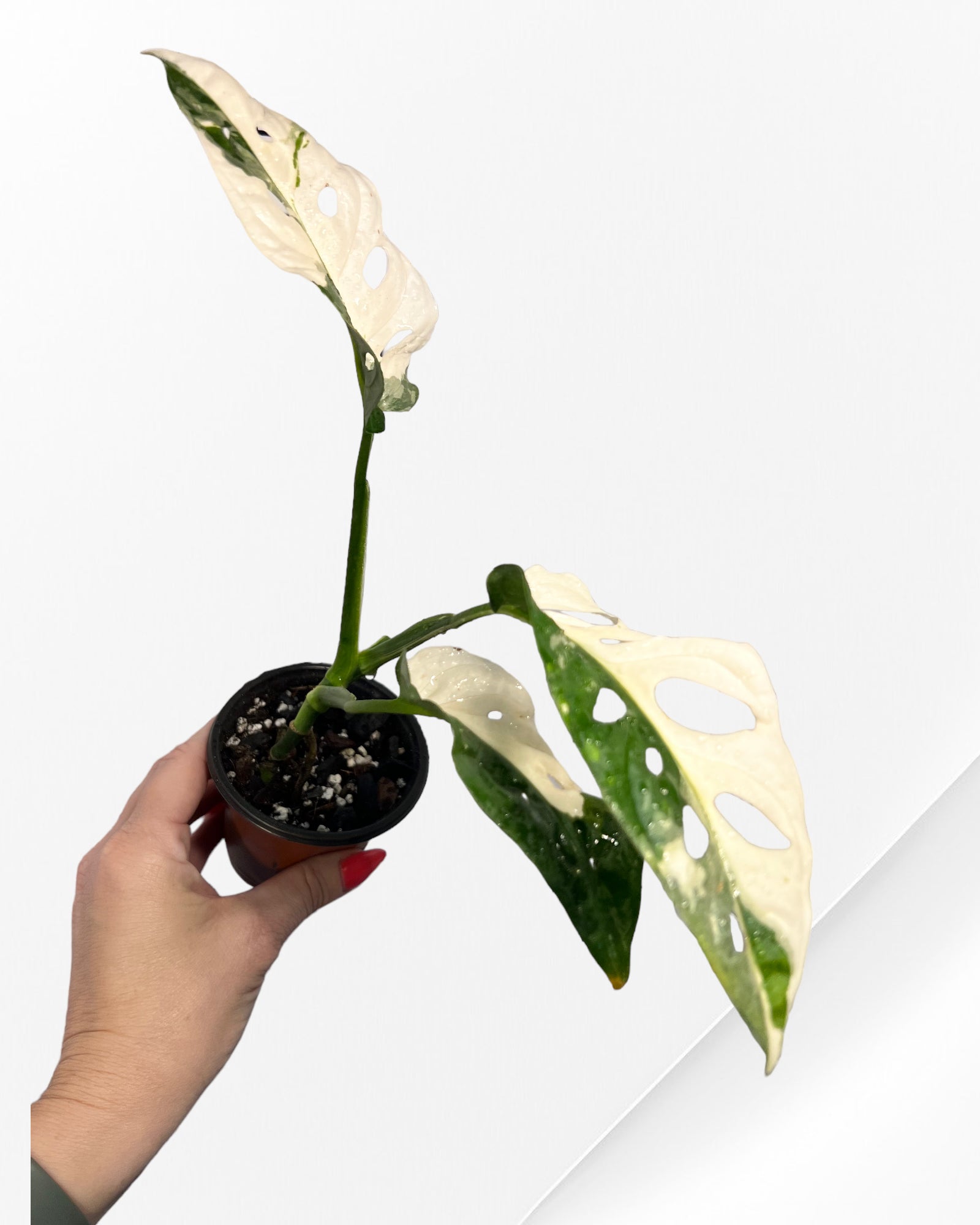 Monstera Adansonii TRICOLOR- JA34