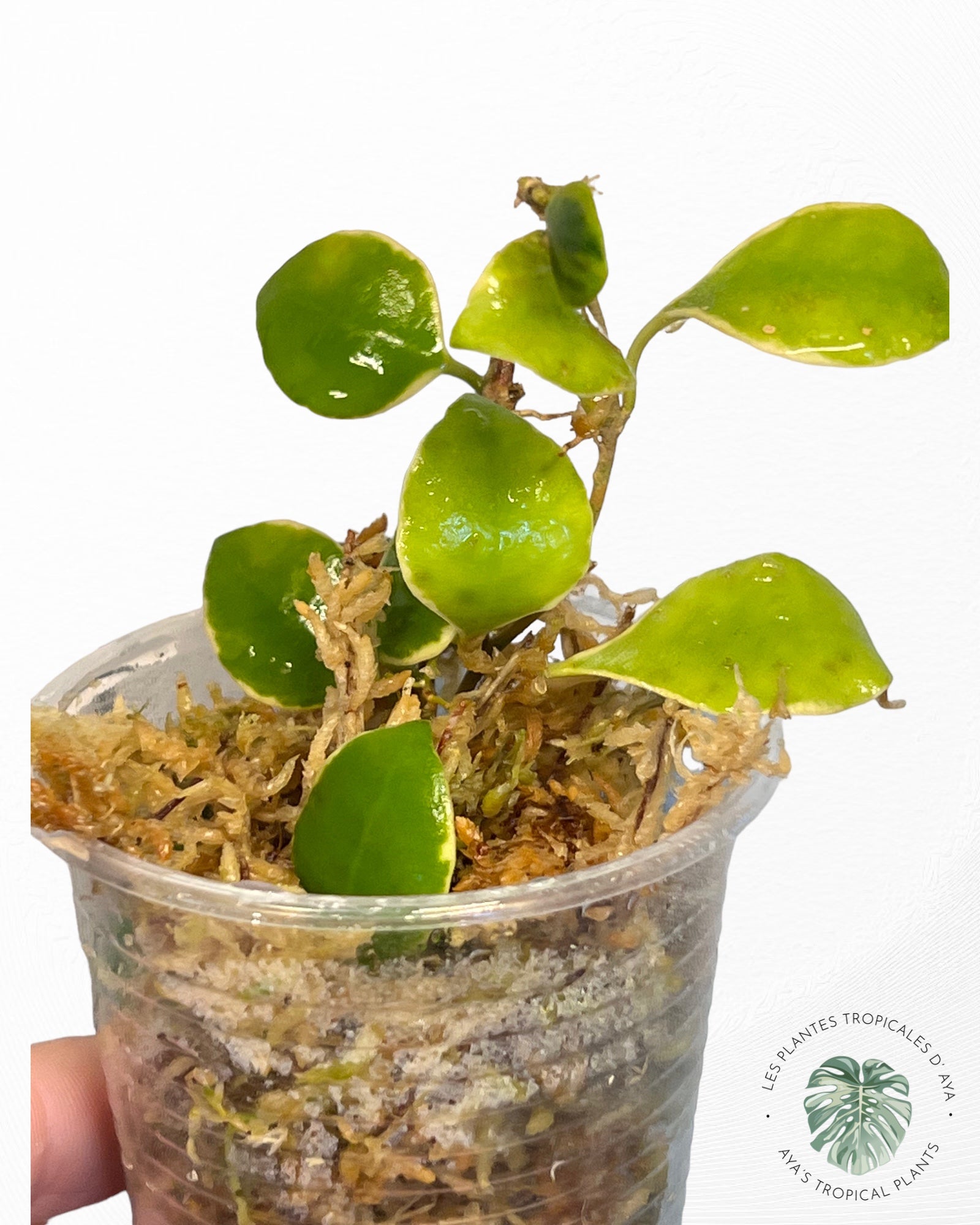 Hoya Heuschkeliana Outer Variegated-13