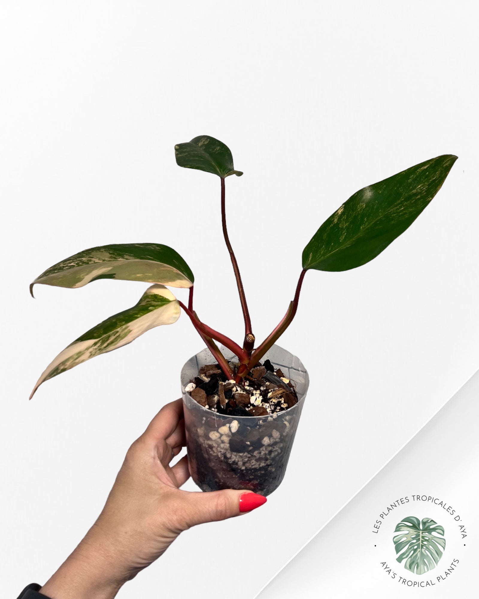 Shake aux fraises Philodendron