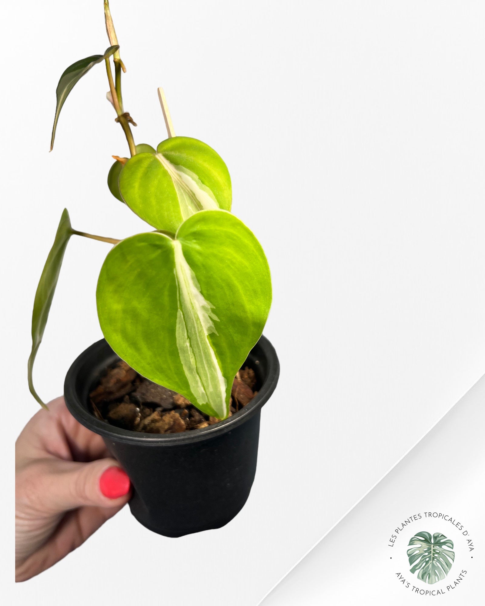 Philodendron Hederaceum 'Rio'-3020