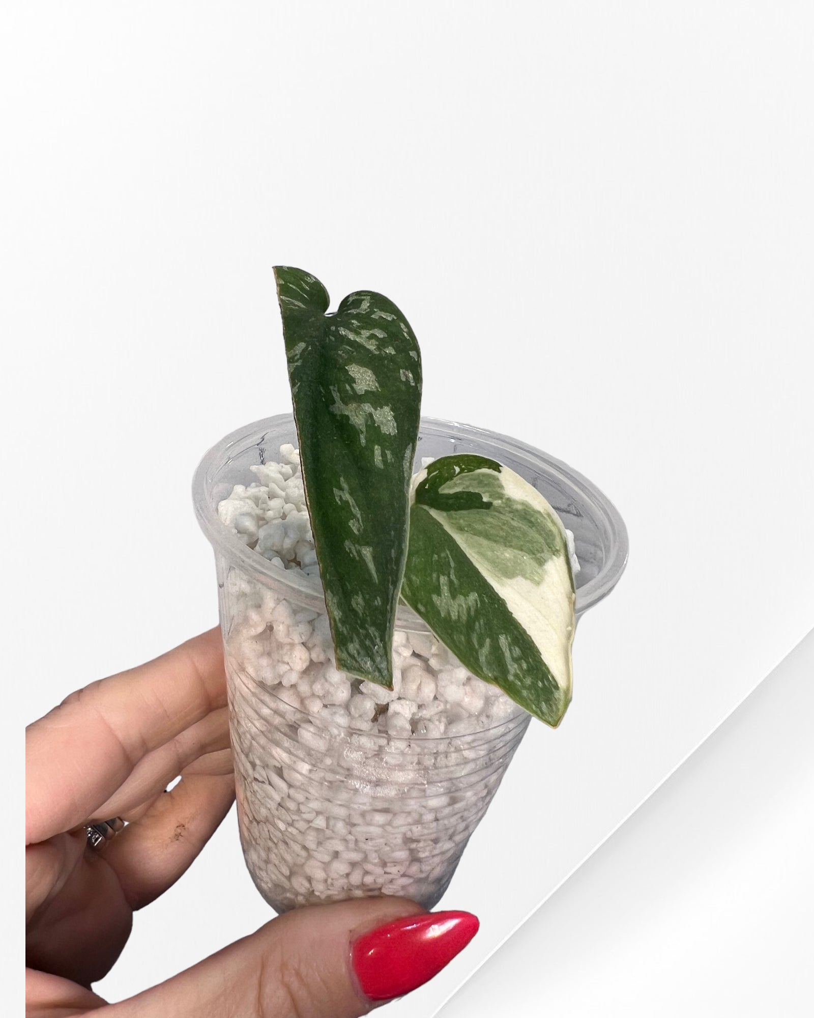 Scindapsus Pictus Mayari Variegated-PO0825