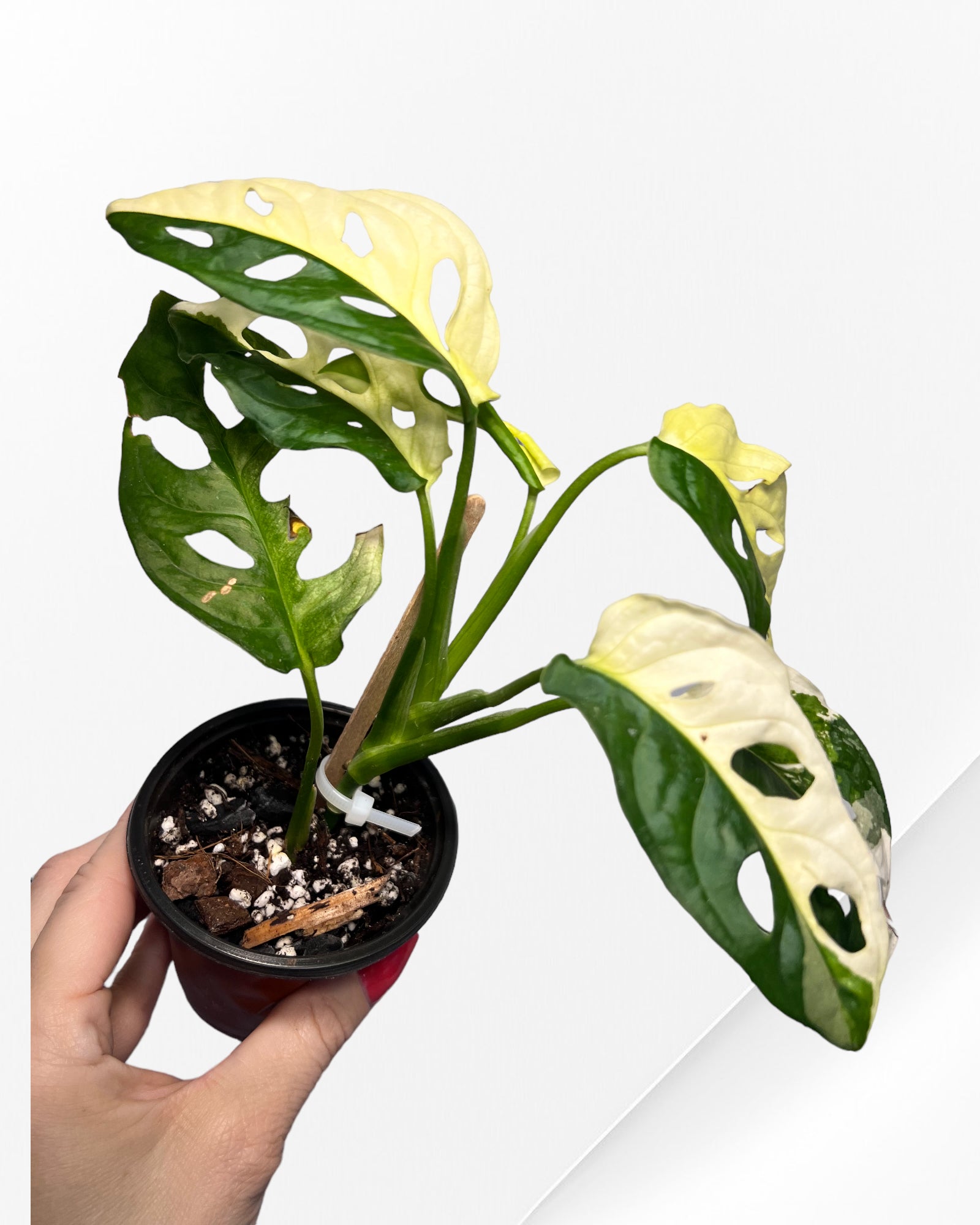 Monstera Adansonii TRICOLOR-JA31