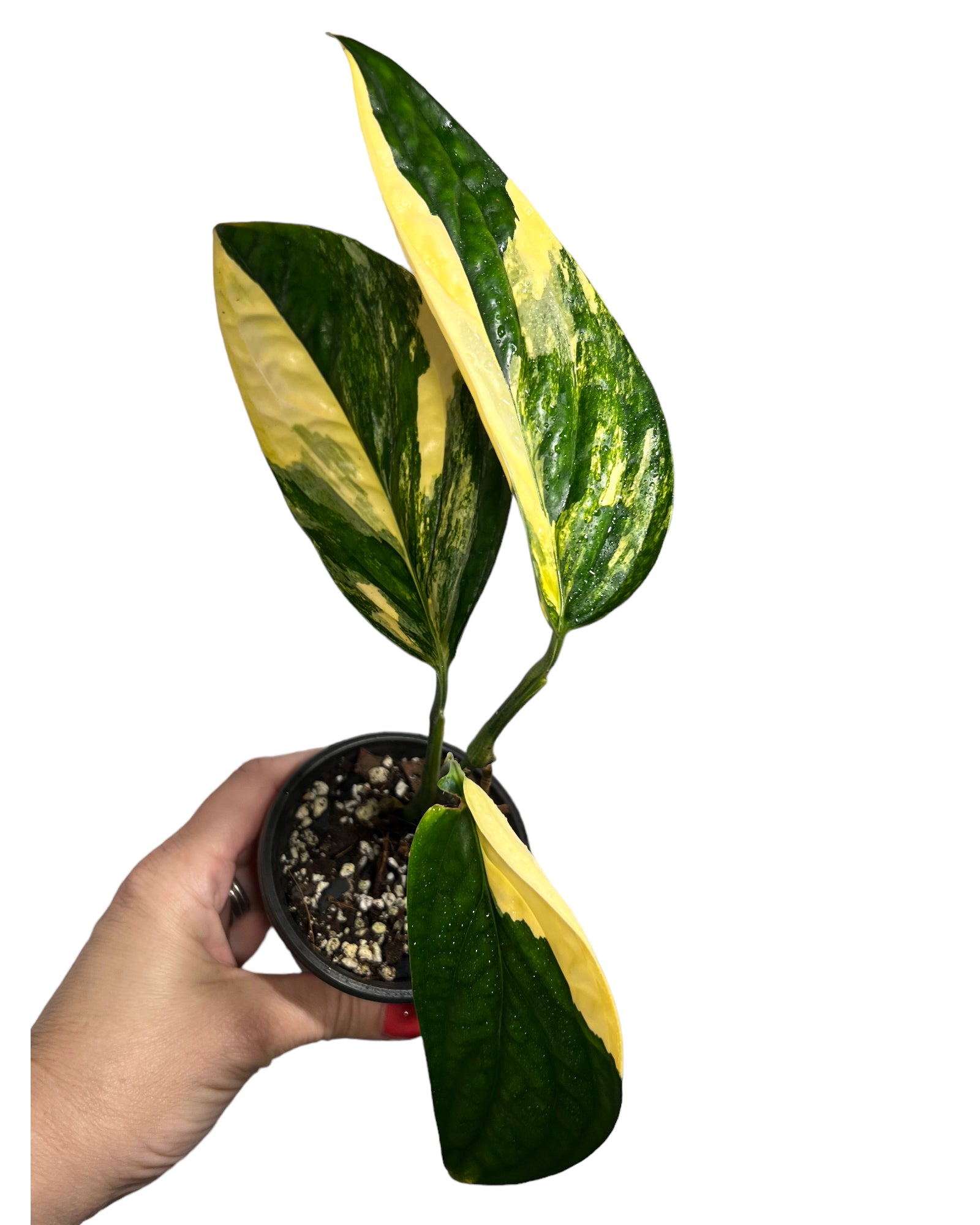 Monstera Peru JA47