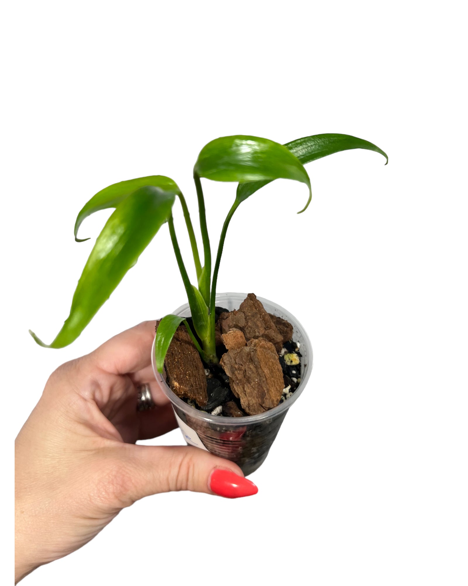 Monstera Burle Marx Flame JA69