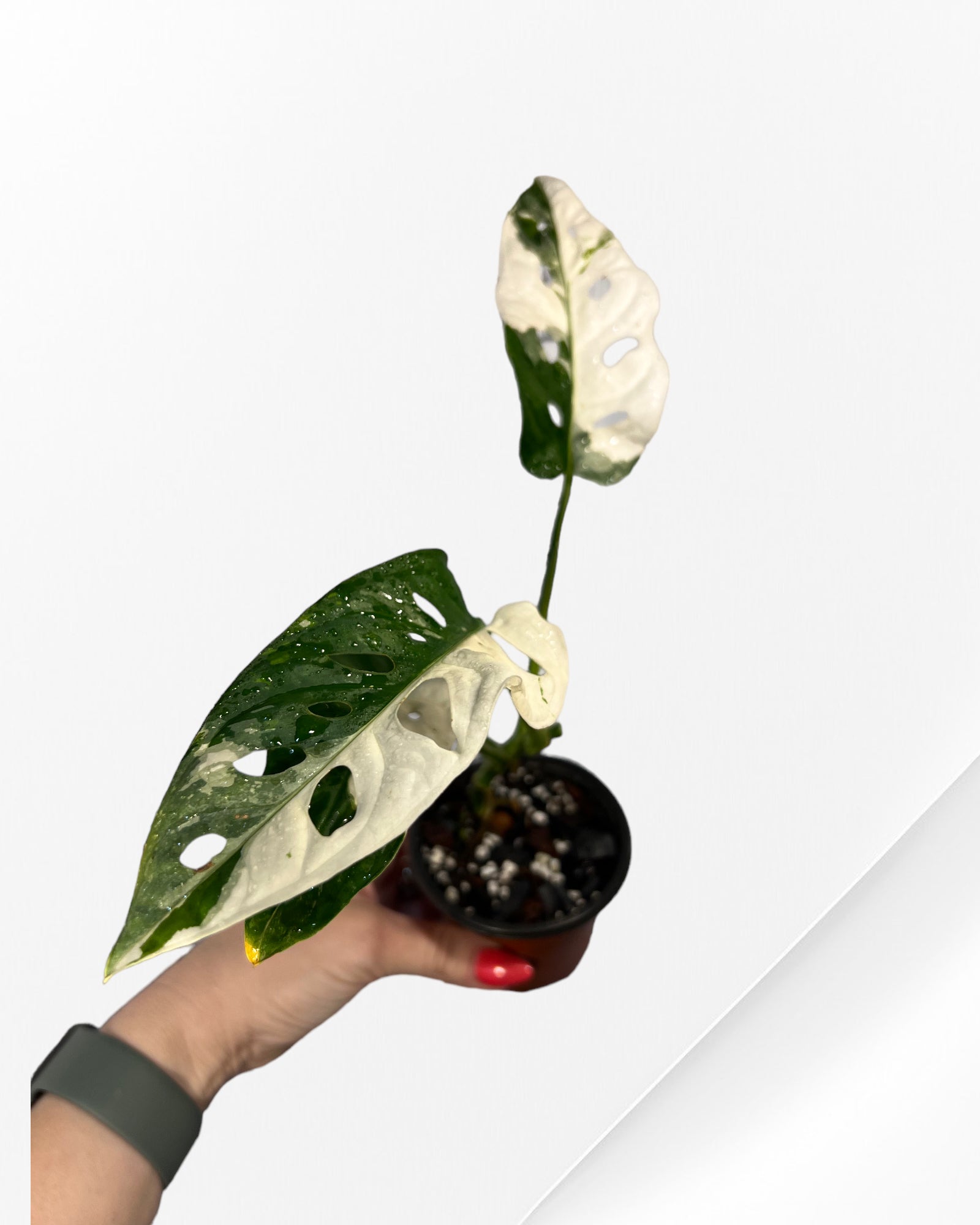 Monstera Adansonii TRICOLOR- JA34