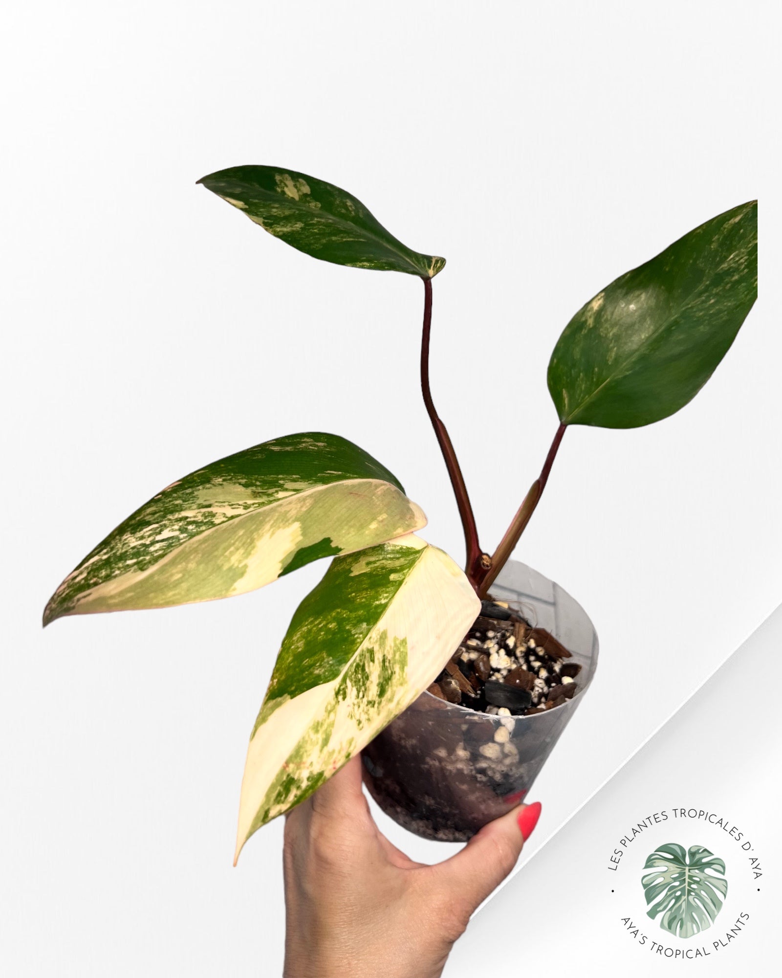 Shake aux fraises Philodendron