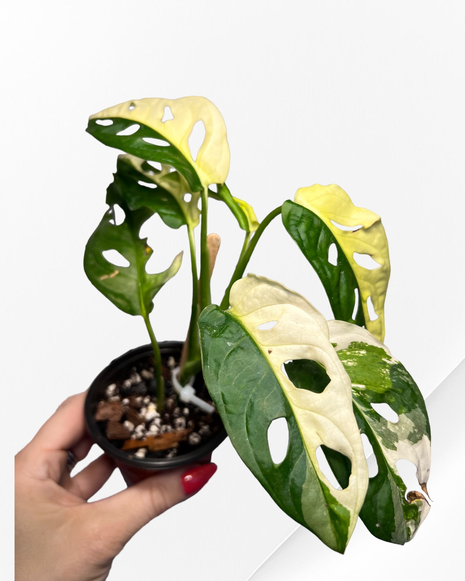 Monstera Adansonii TRICOLOR-JA31