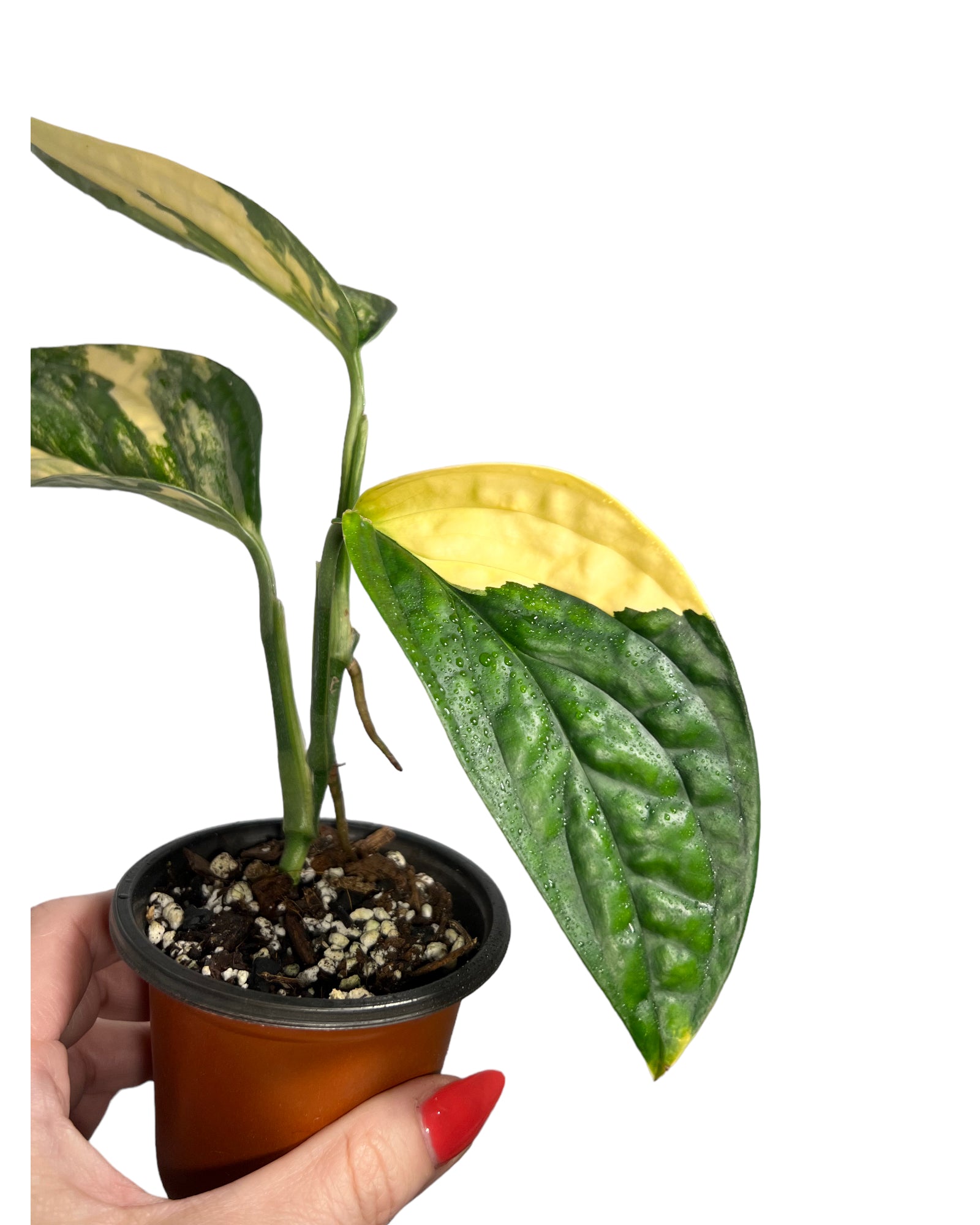 Monstera Peru JA47
