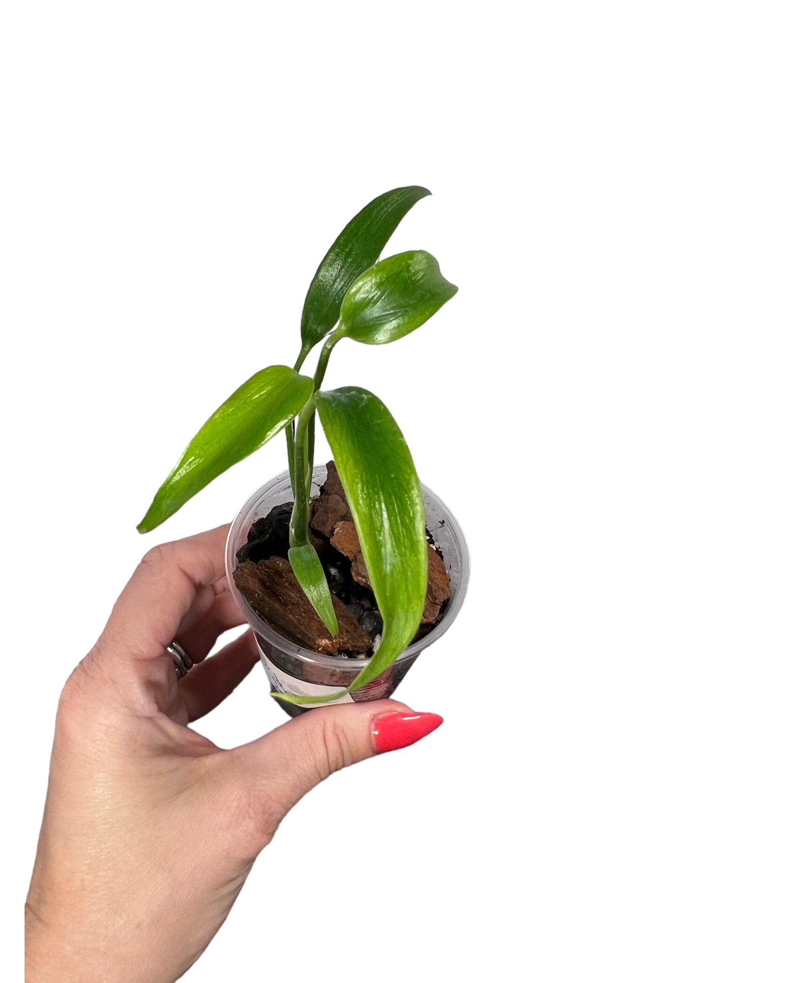 Monstera Burle Marx Flame JA69