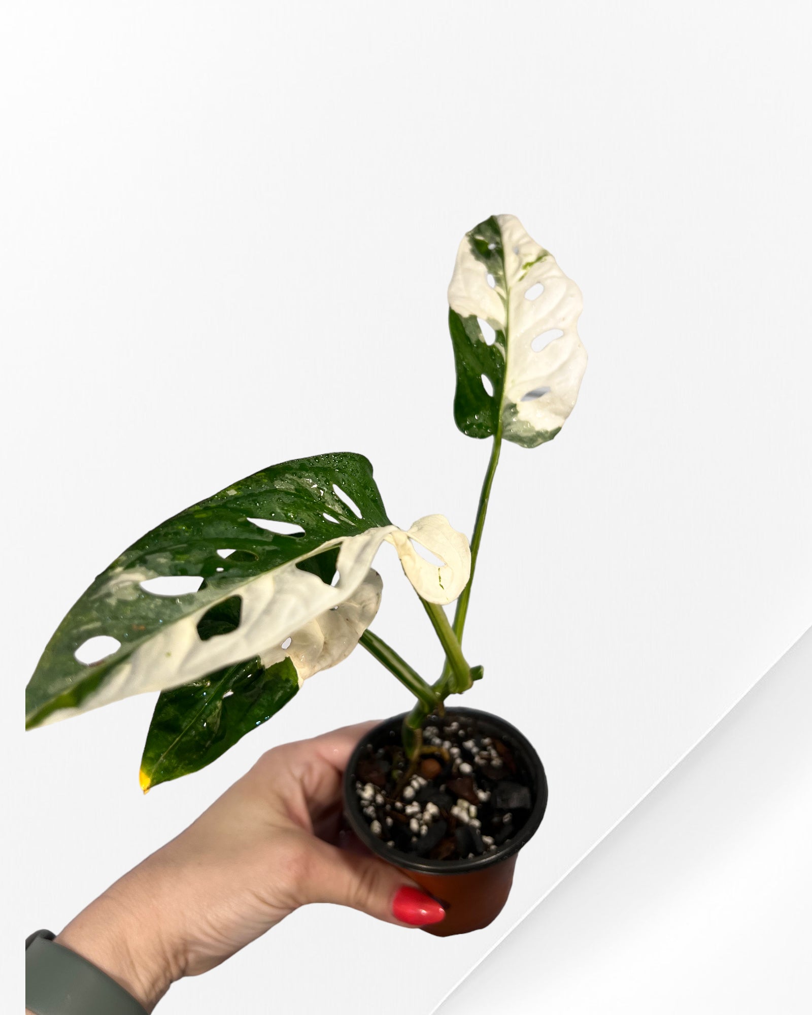 Monstera Adansonii TRICOLOR- JA34
