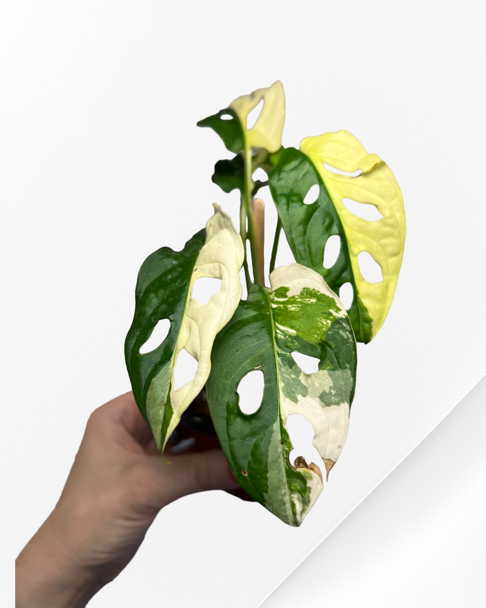 Monstera Adansonii TRICOLOR-JA31