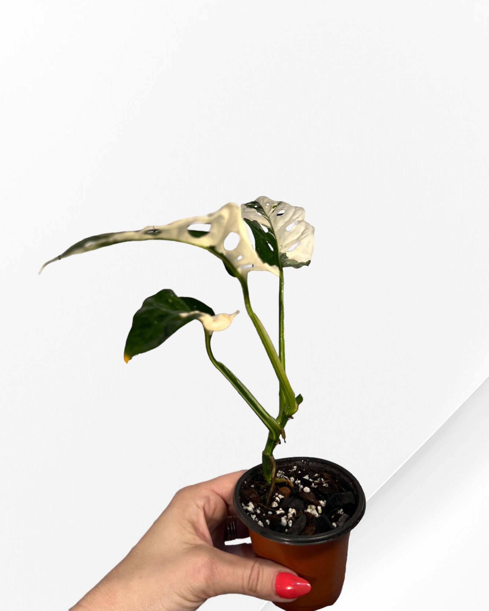 Monstera Adansonii TRICOLOR- JA34