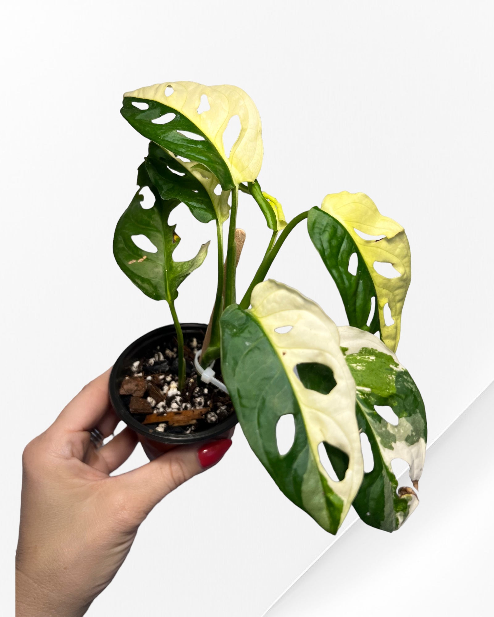 Monstera Adansonii TRICOLOR-JA31