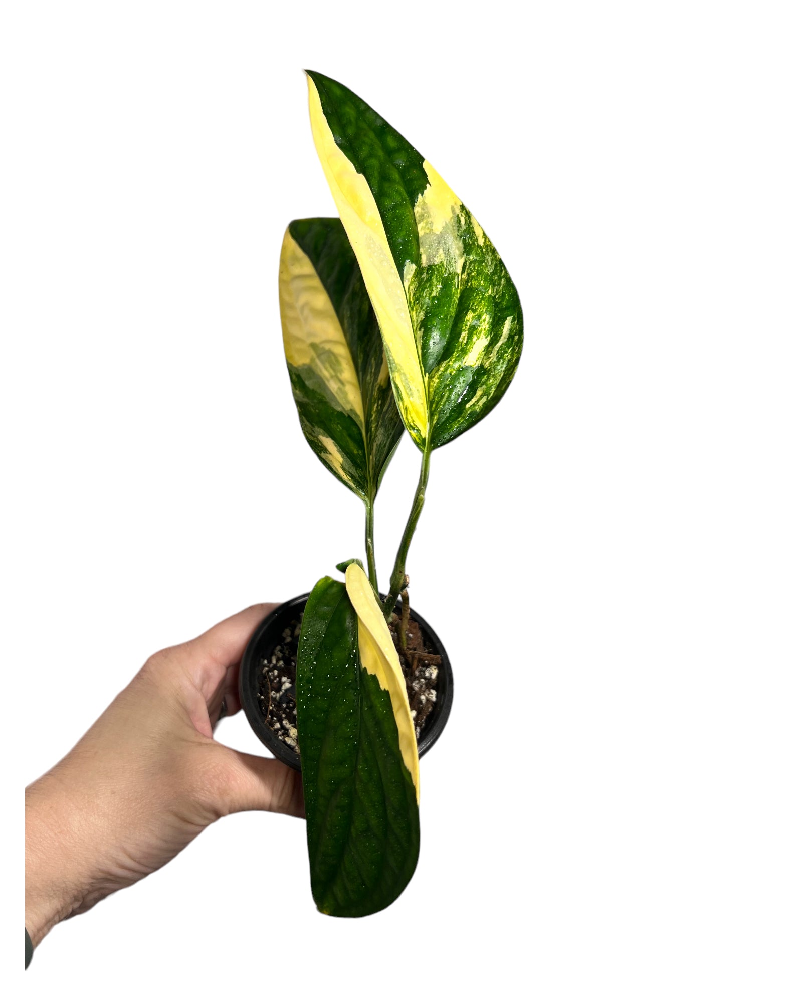 Monstera Peru JA47