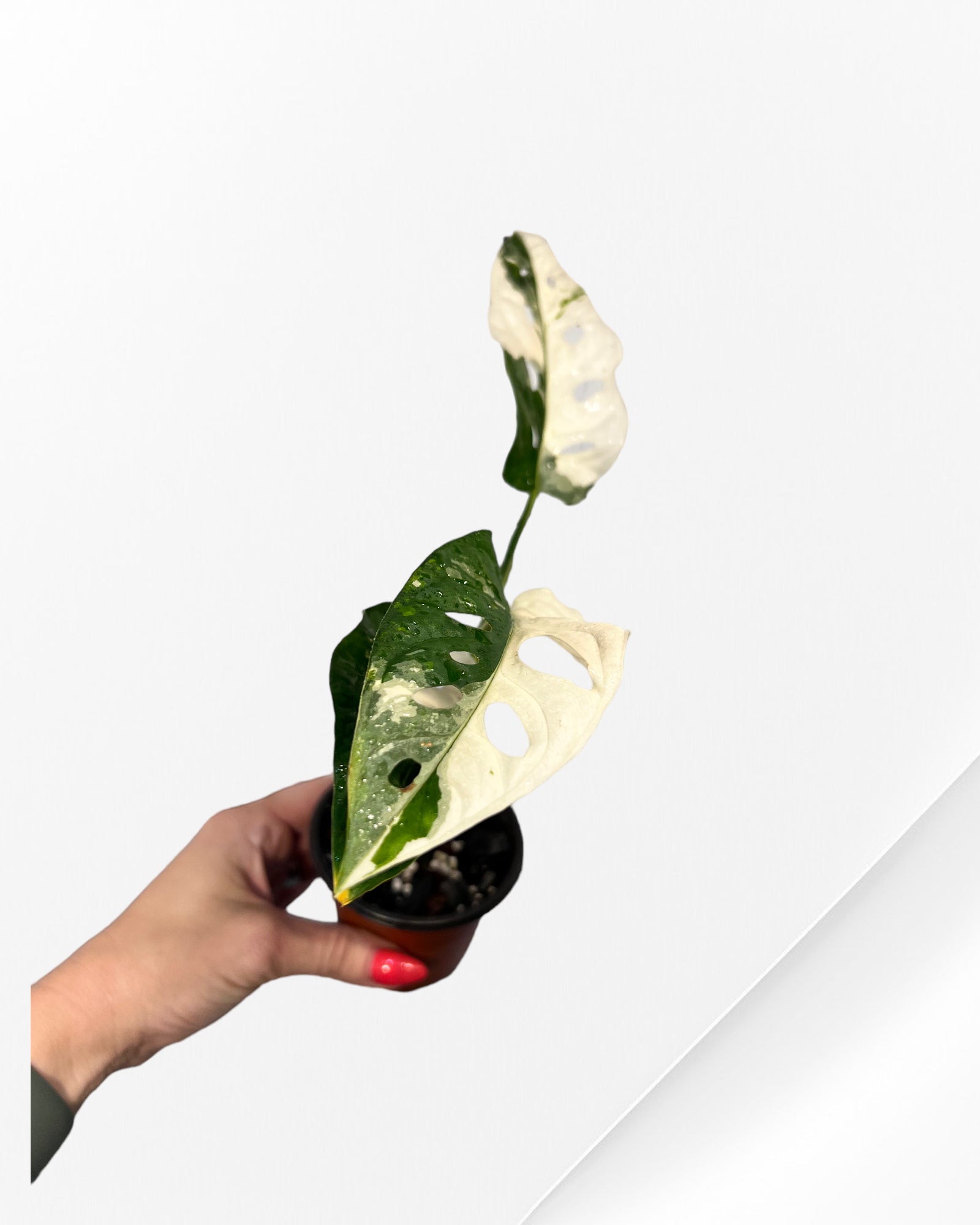 Monstera Adansonii TRICOLOR- JA34