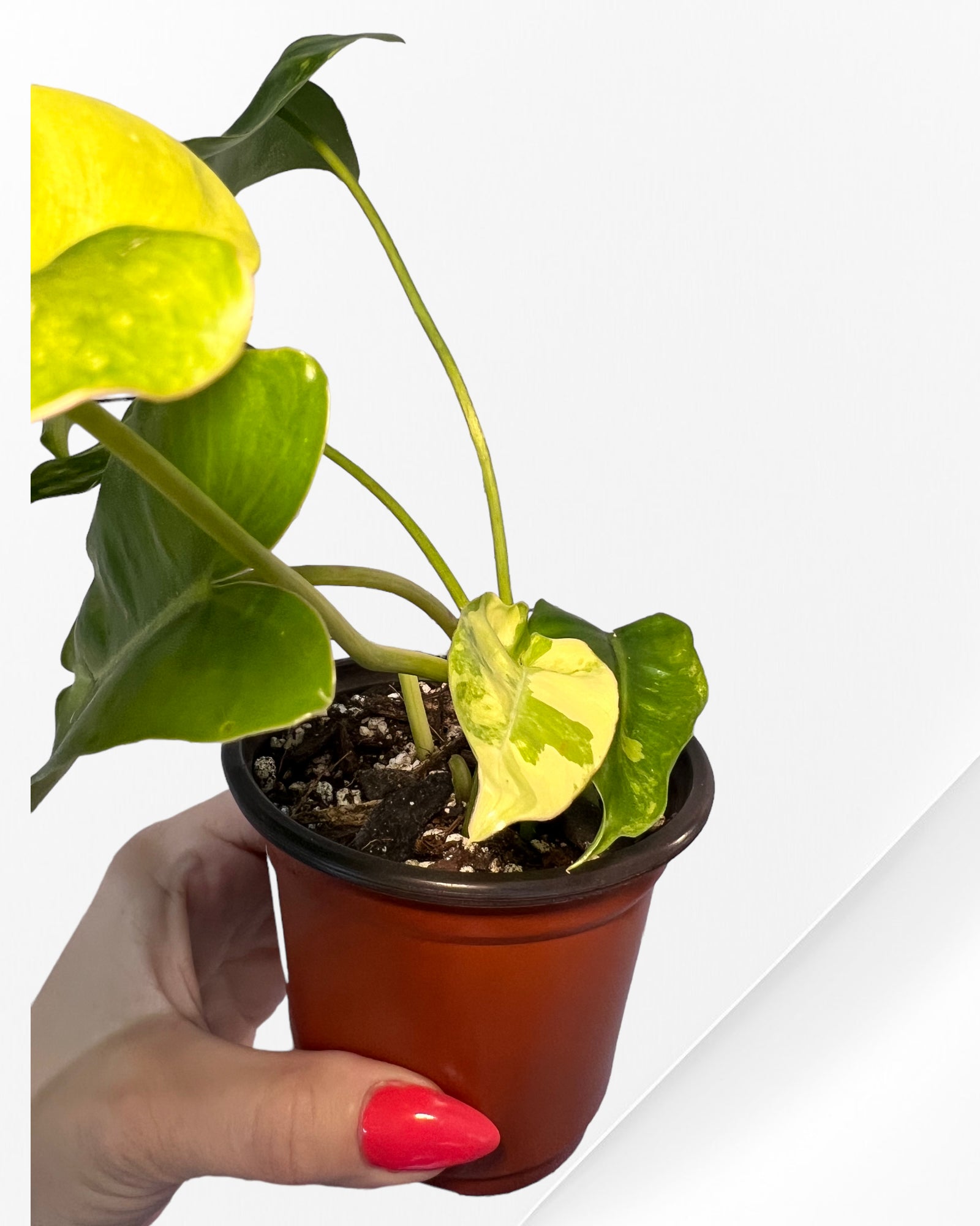 Philodendron Burle Marx Variagated-PO17