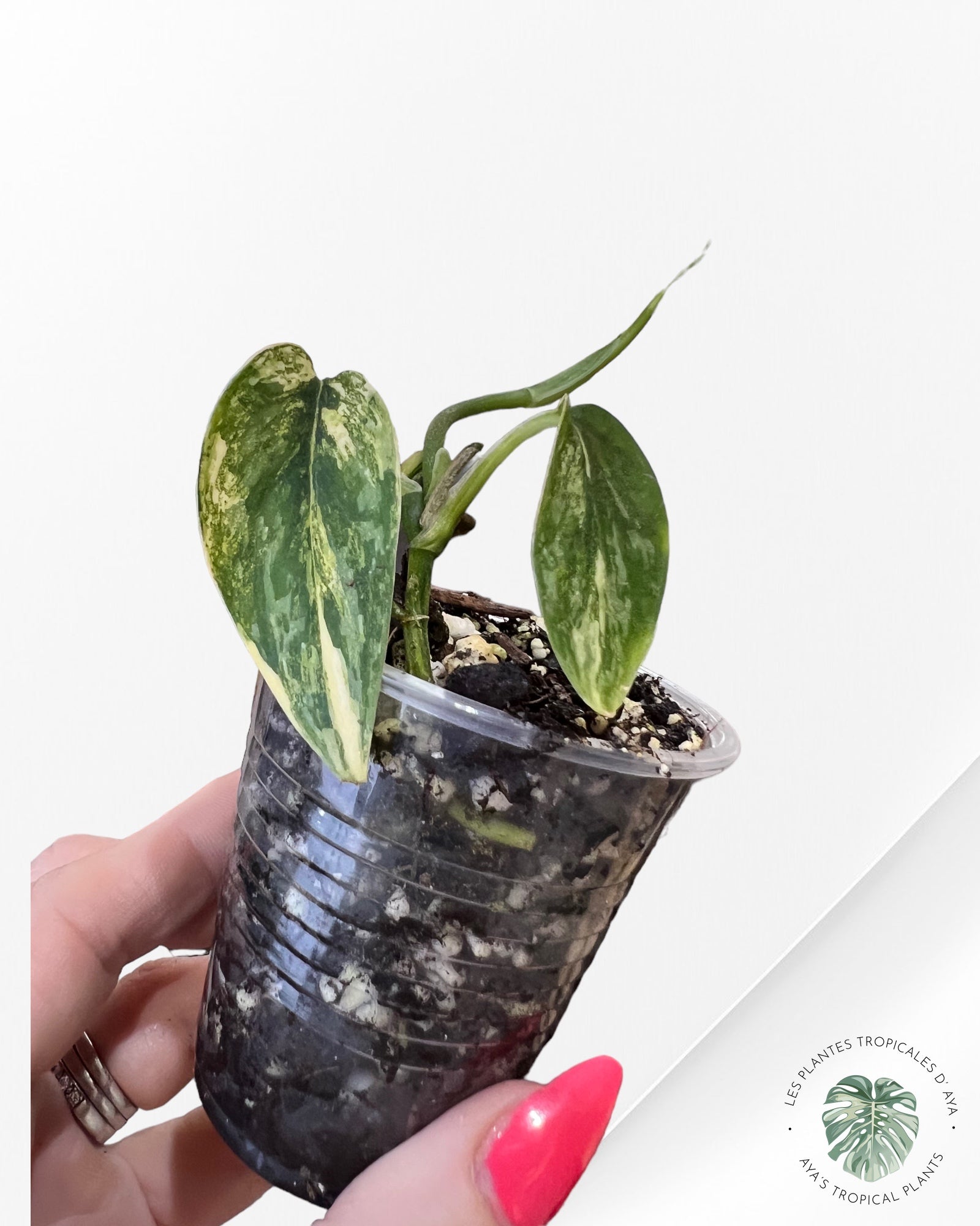 Scindapsus APOLAKI-NA002