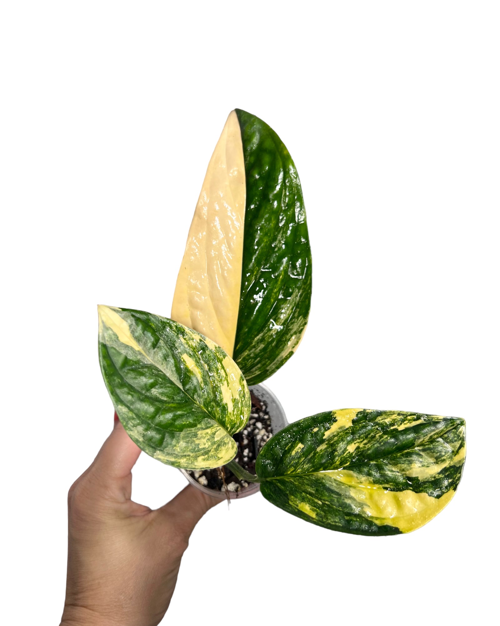 Monstera Peru JA48