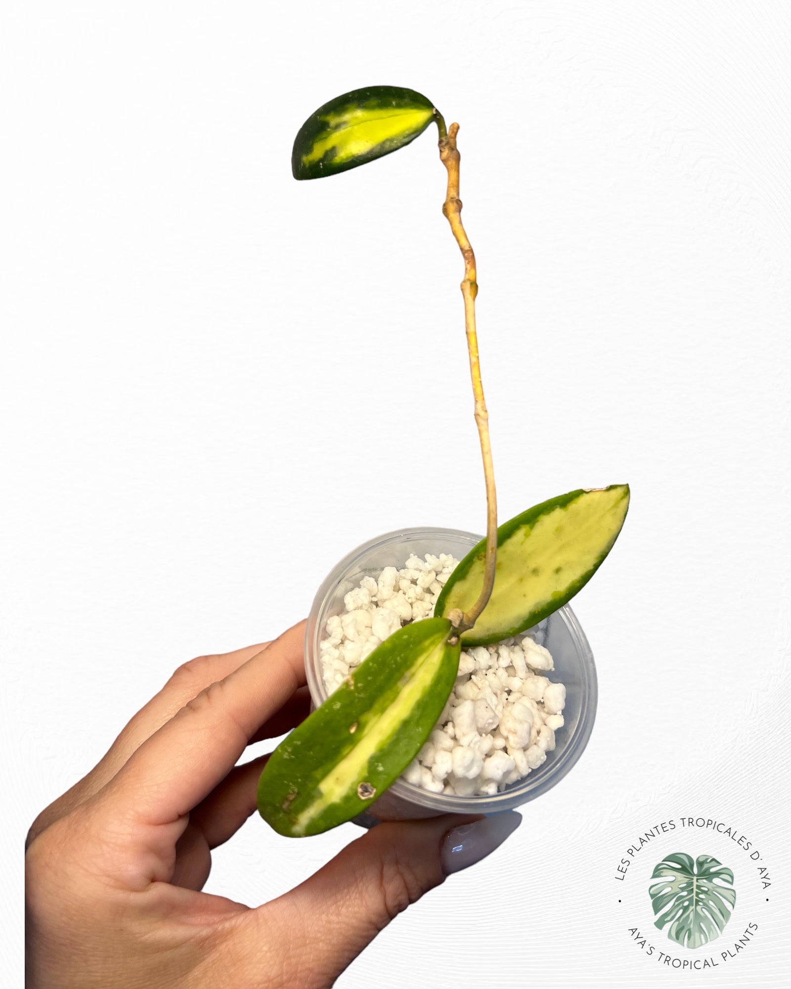 Hoya Acuta Variagated -2