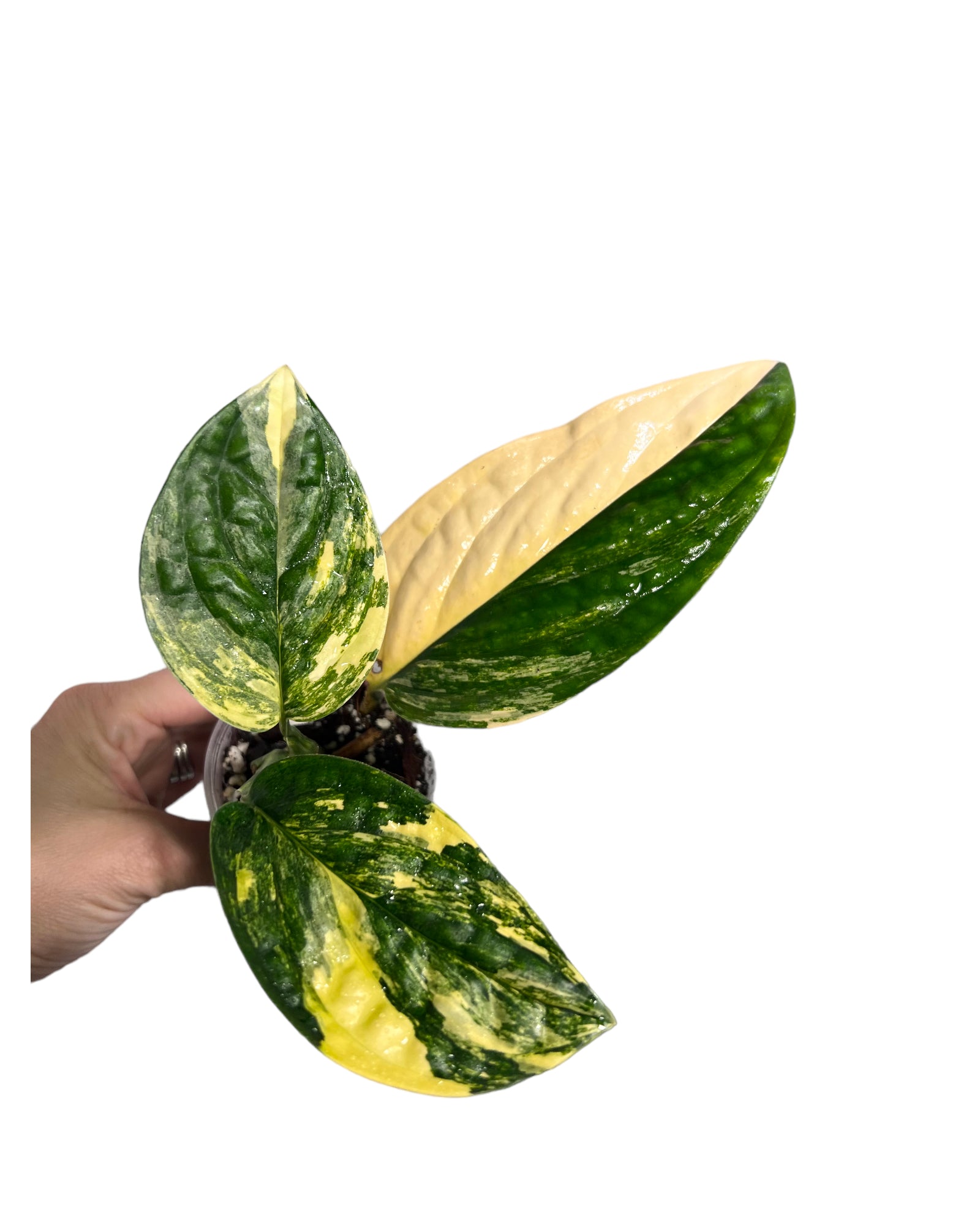 Monstera Peru JA48