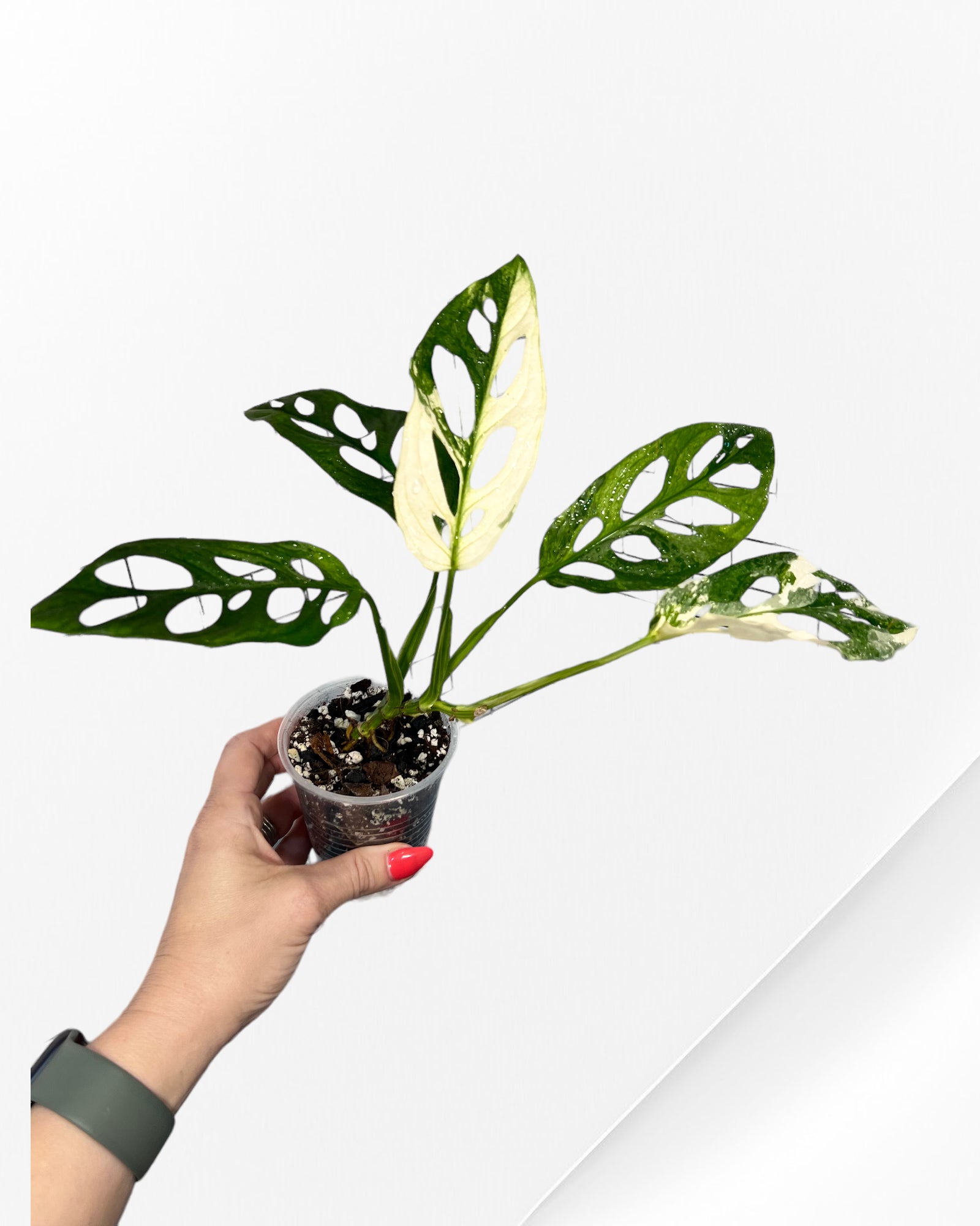 Monstera Adansonii TRICOLOR- JA333
