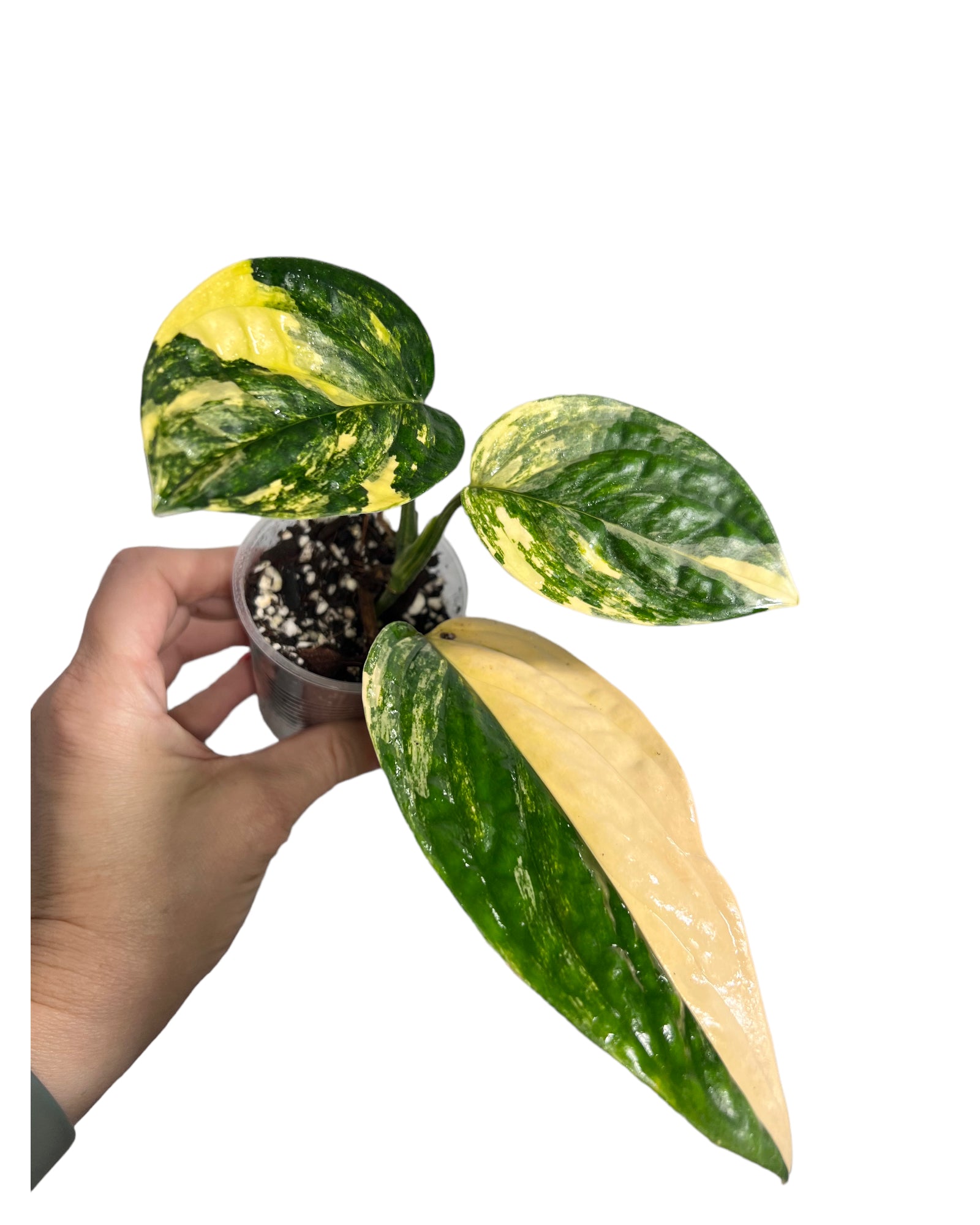 Monstera Peru JA48