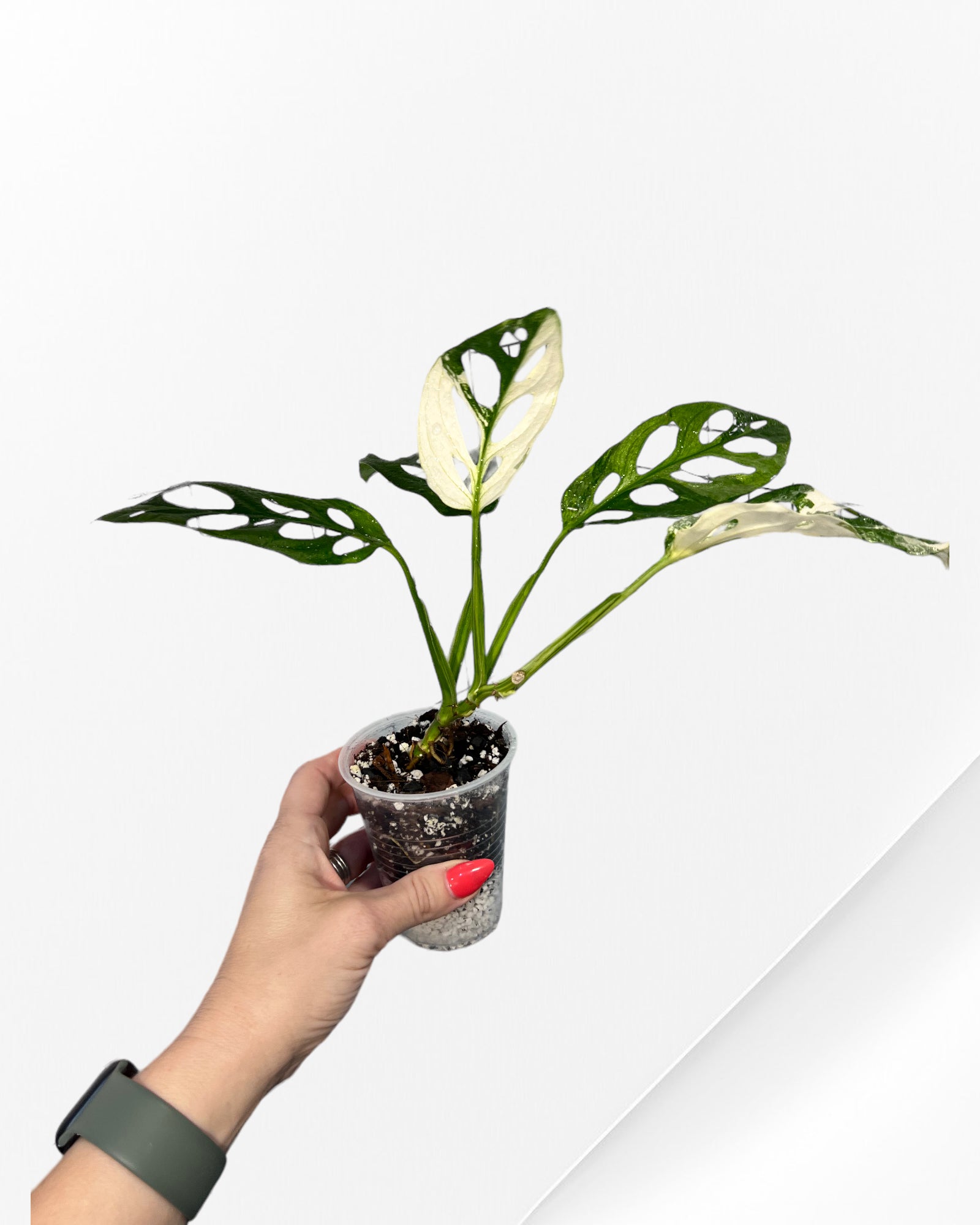 Monstera Adansonii TRICOLOR- JA333