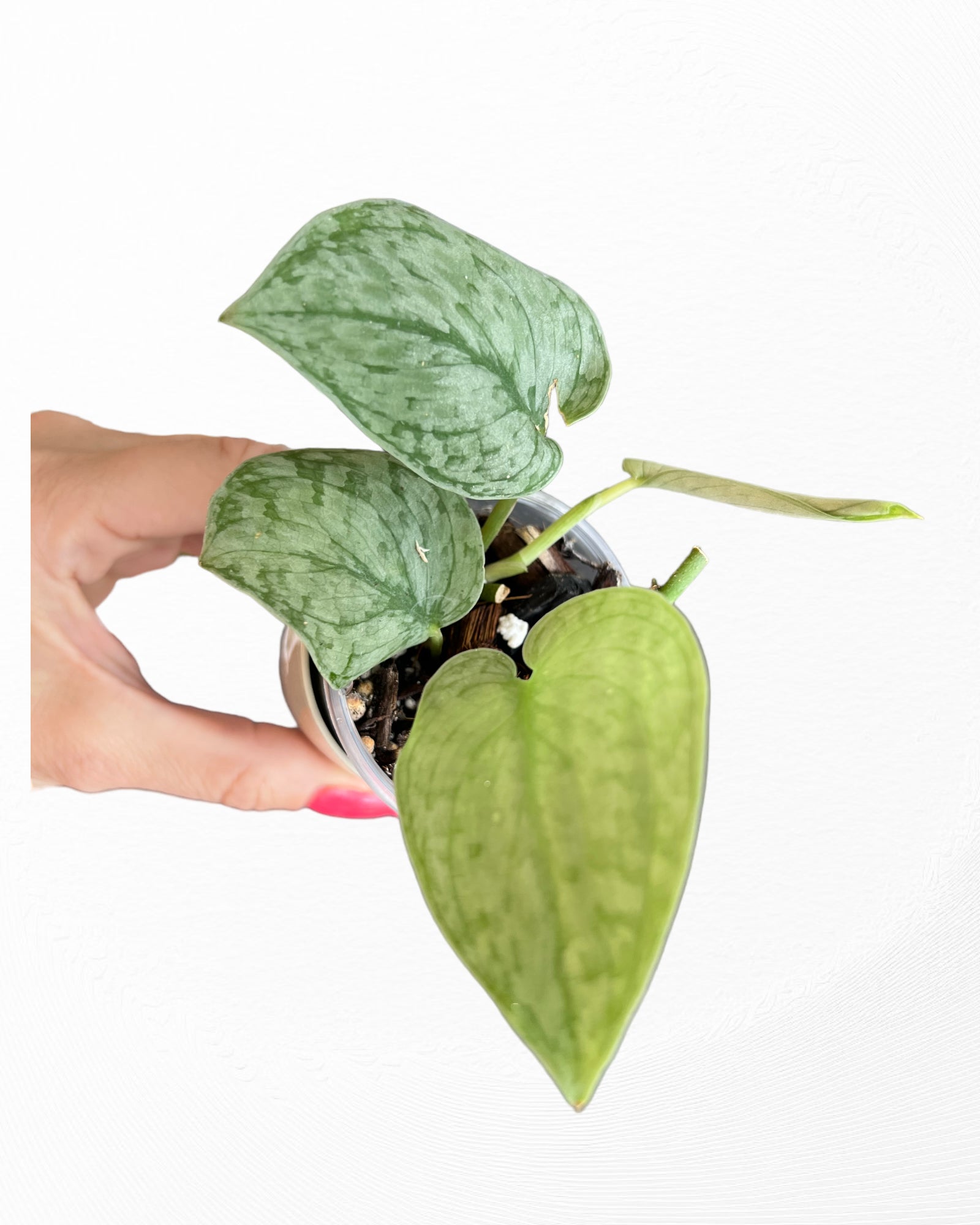 Scindapsus Silver Cloud-PO22