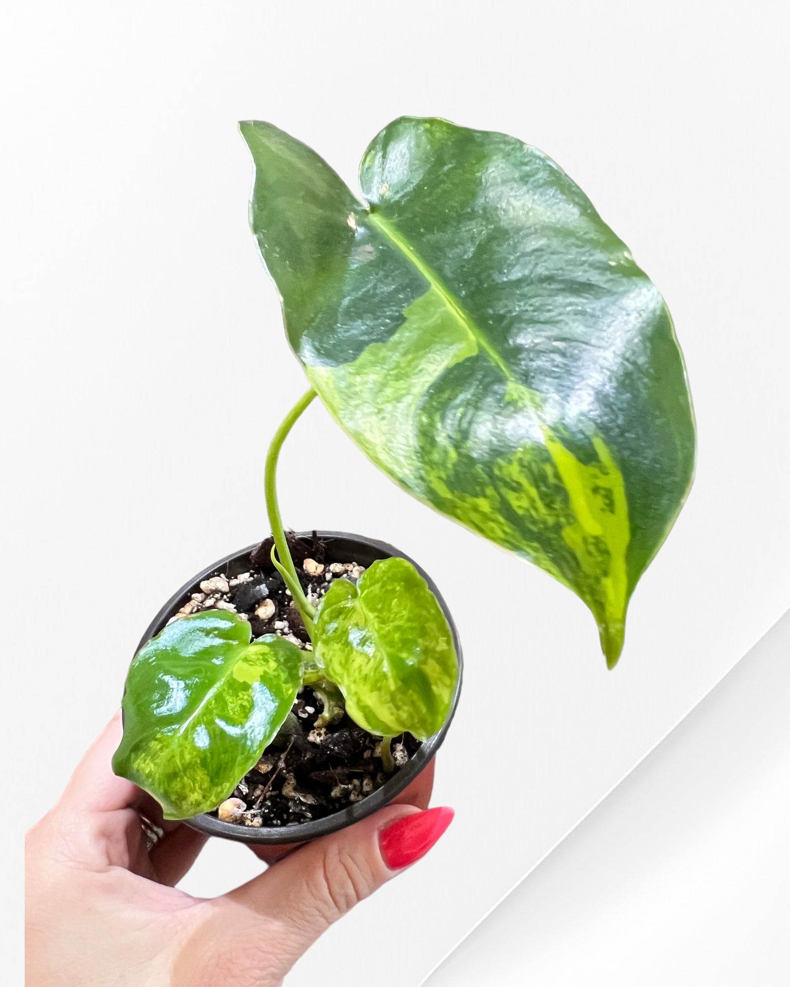 Philodendron Burle Marx Variegated-PO13