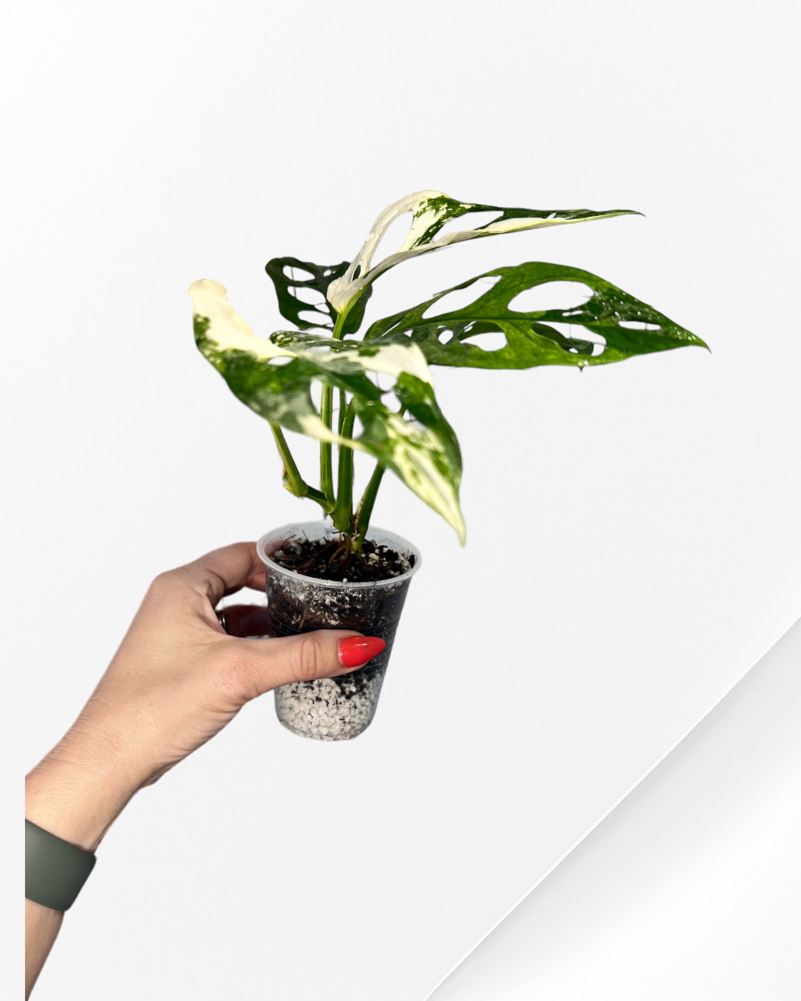 Monstera Adansonii TRICOLOR- JA333