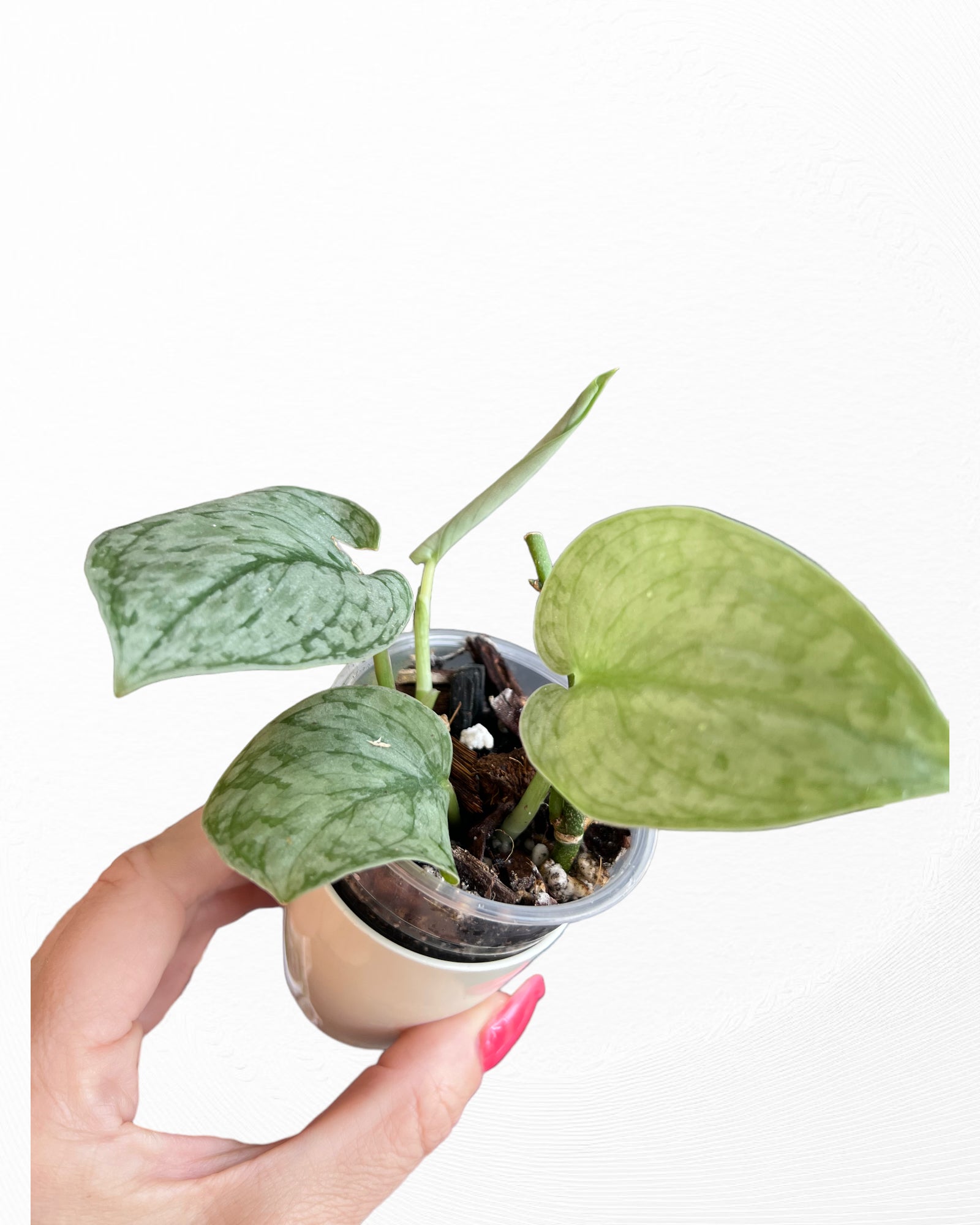 Scindapsus Silver Cloud-PO22