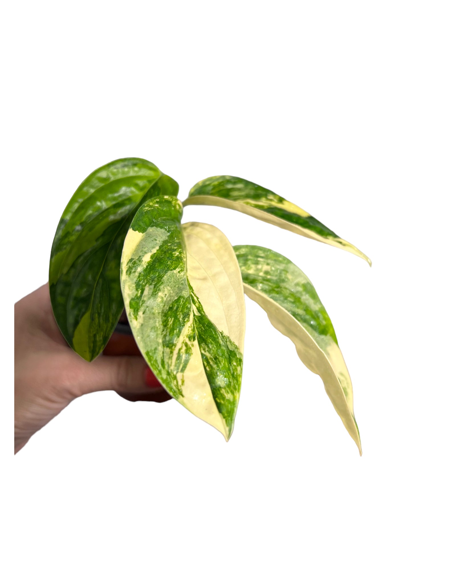 Monstera Peru JA49