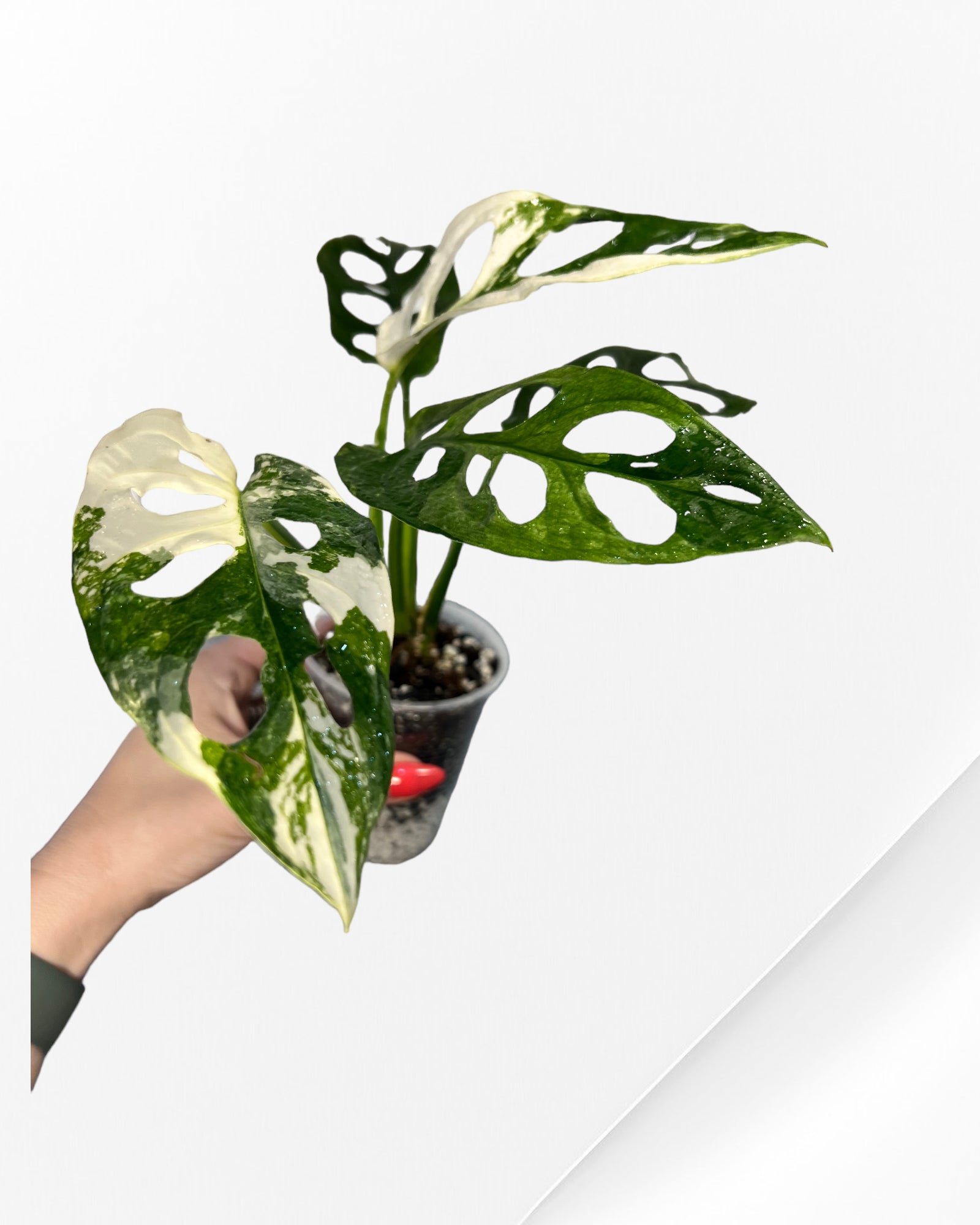 Monstera Adansonii TRICOLOR- JA333