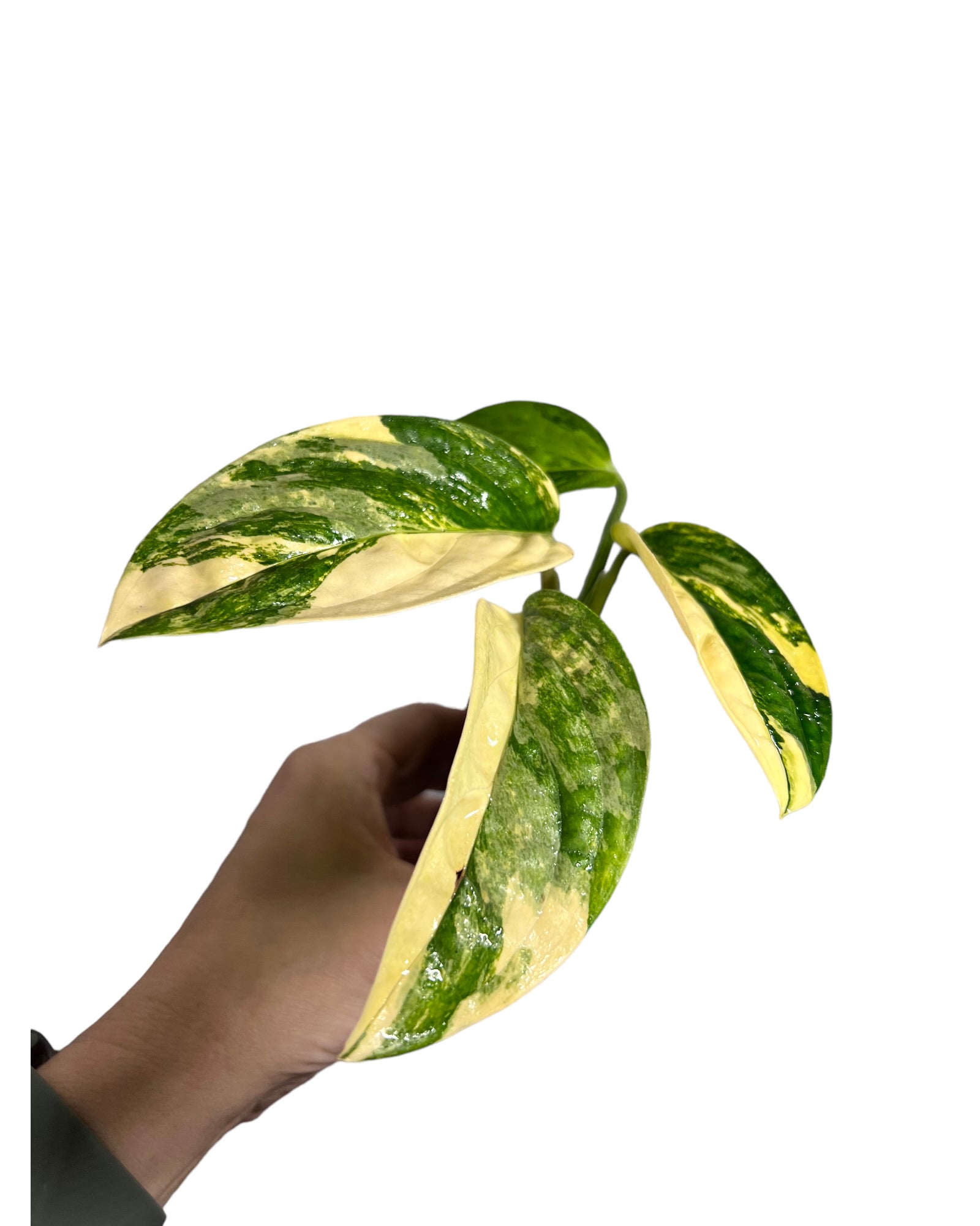 Monstera Peru JA49