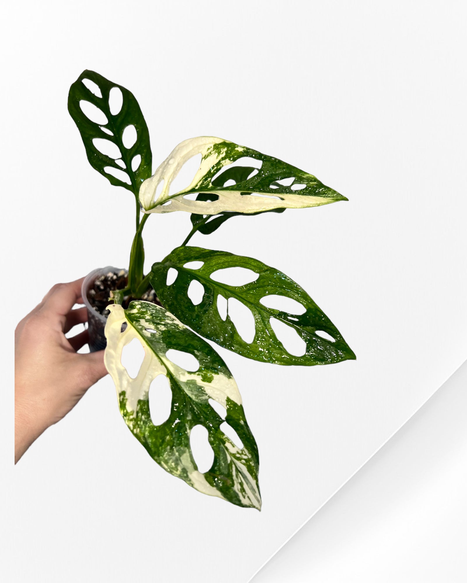 Monstera Adansonii TRICOLOR- JA333