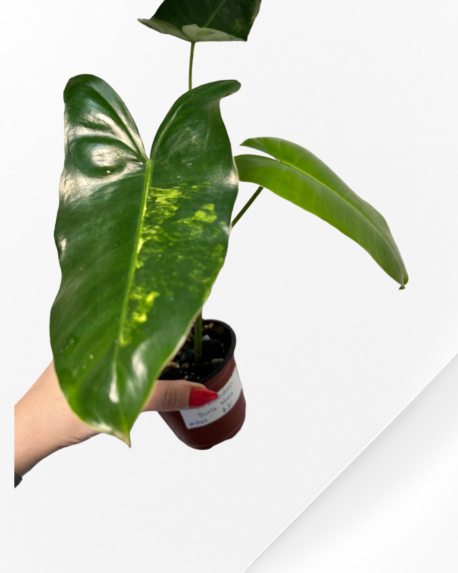 Philodendron Burle Marx Variegated-PO0825