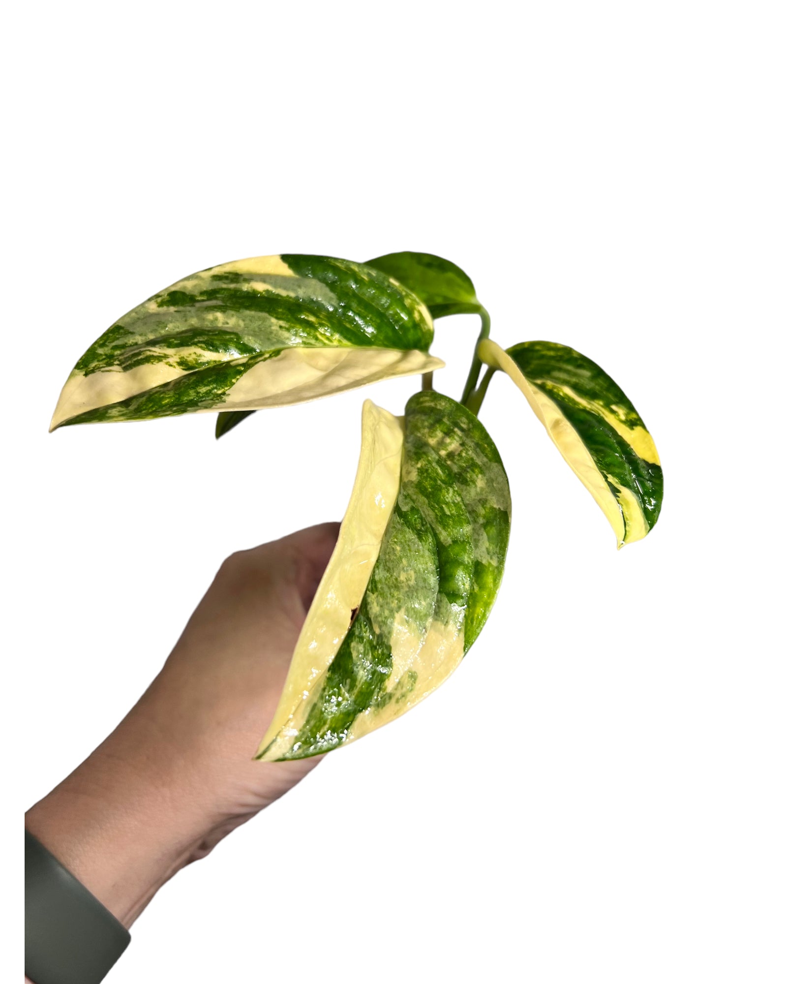 Monstera Peru JA49