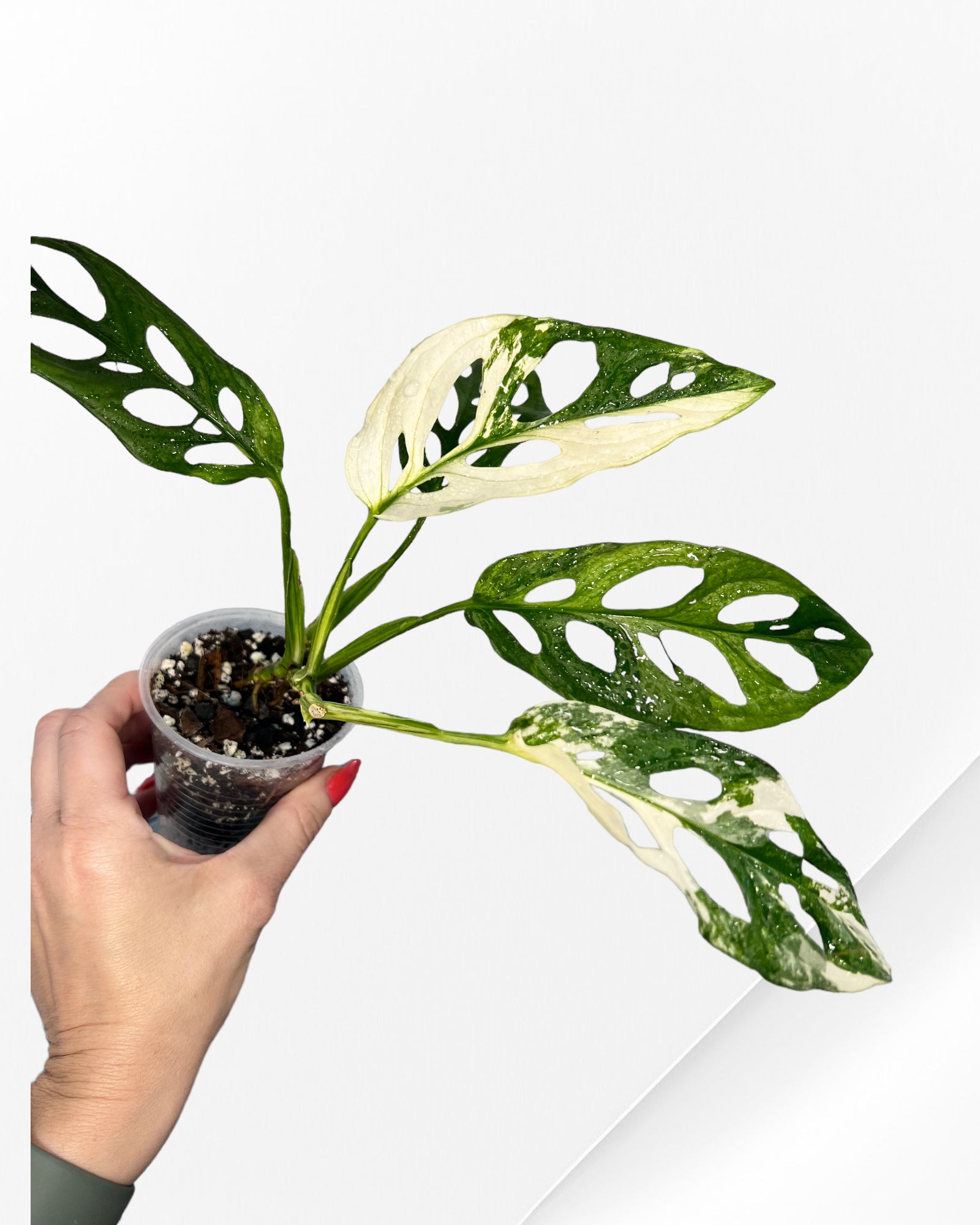Monstera Adansonii TRICOLOR- JA333