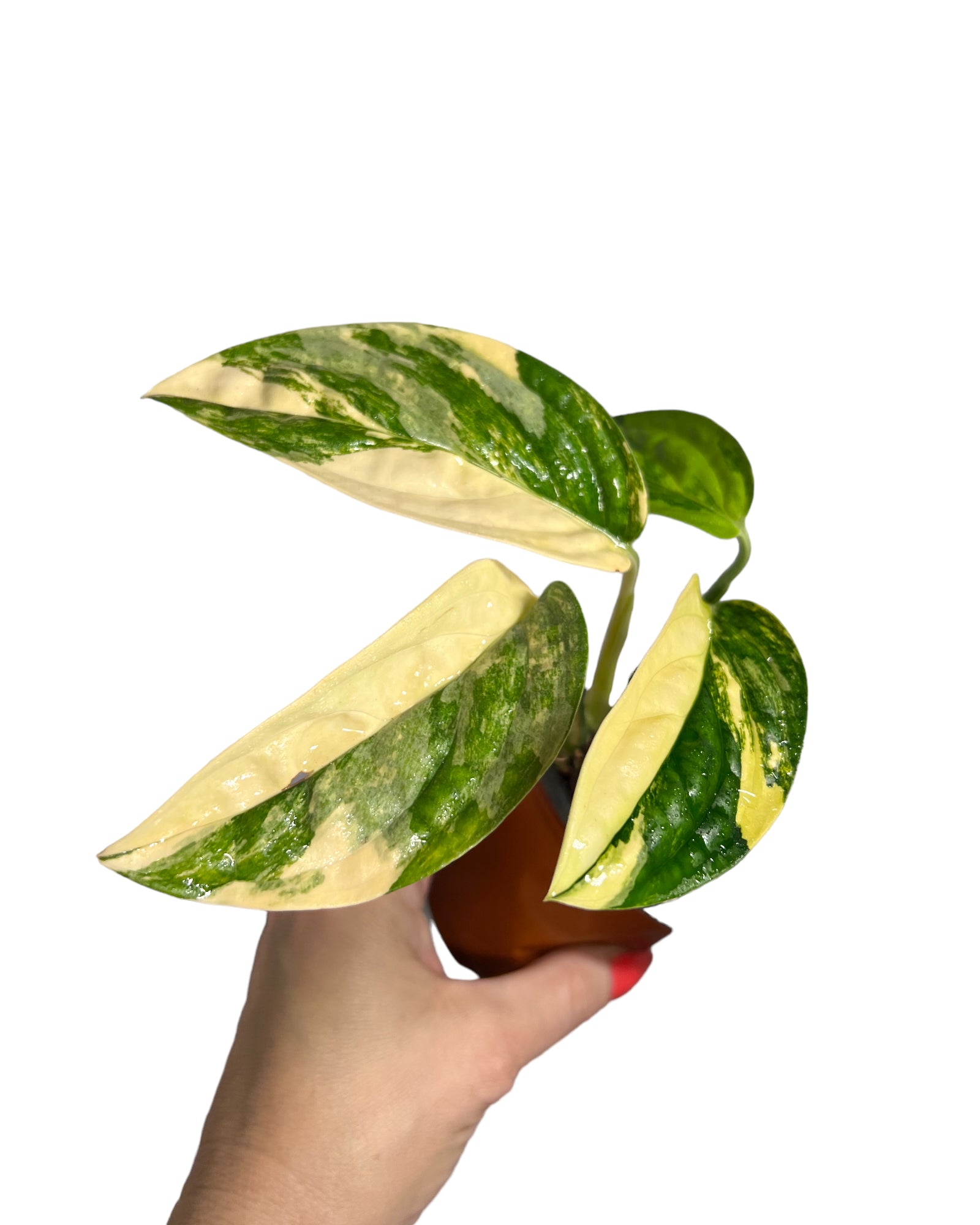 Monstera Peru JA49