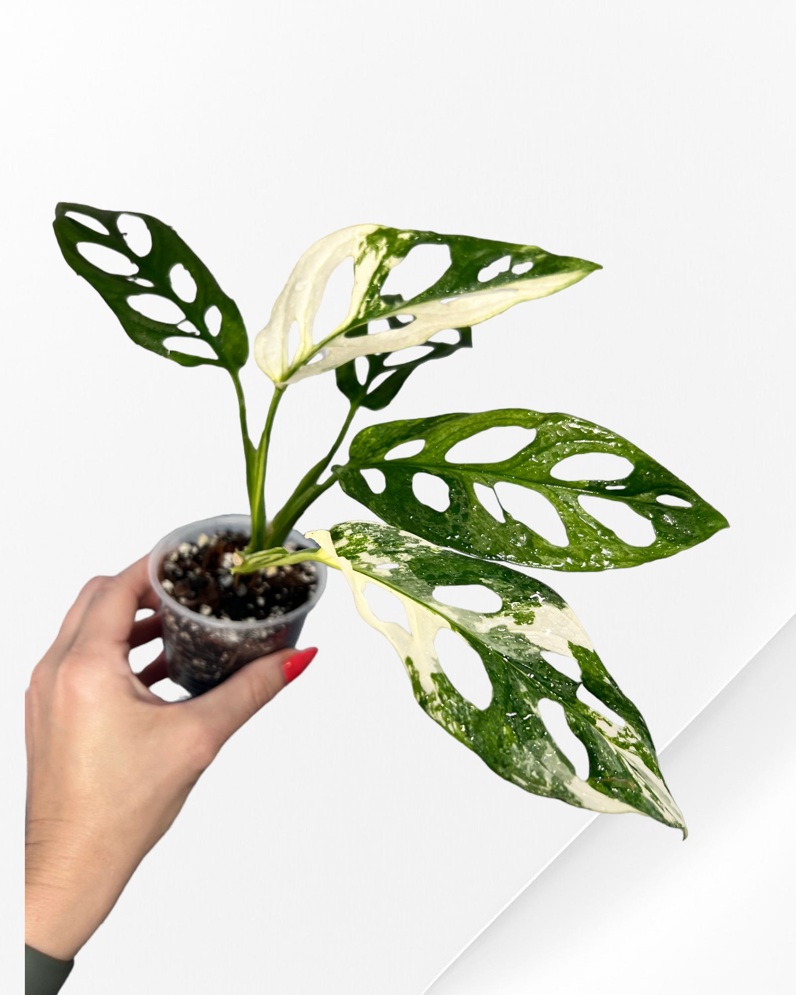 Monstera Adansonii TRICOLOR- JA333