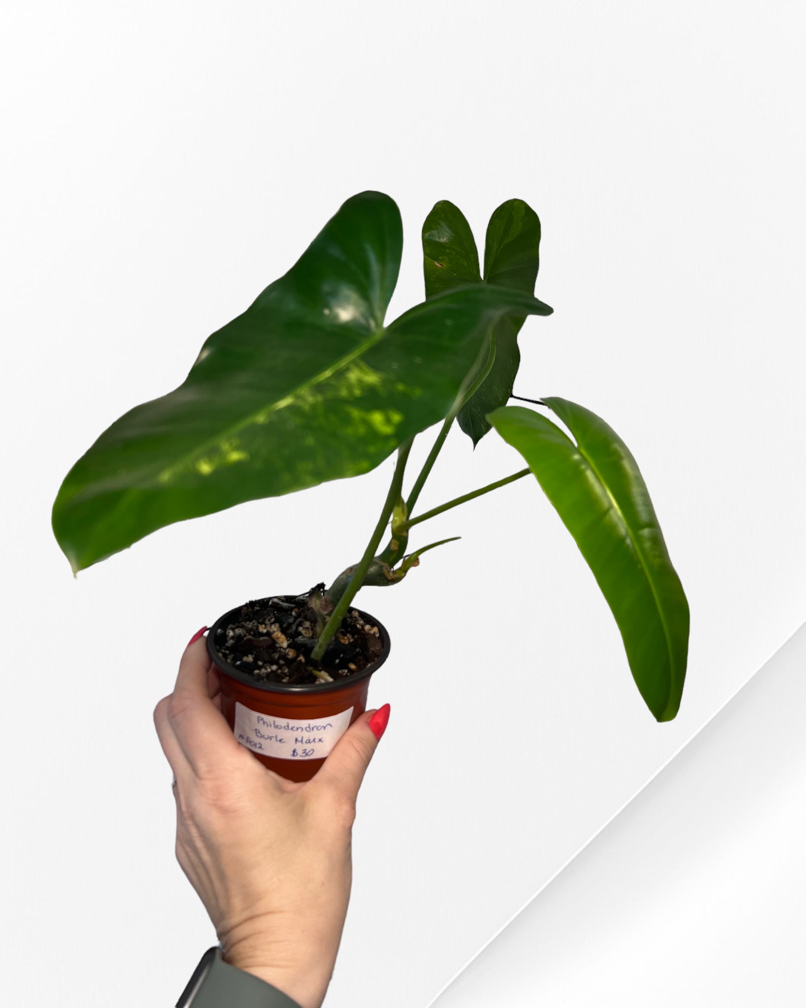 Philodendron Burle Marx Variegated-PO0825