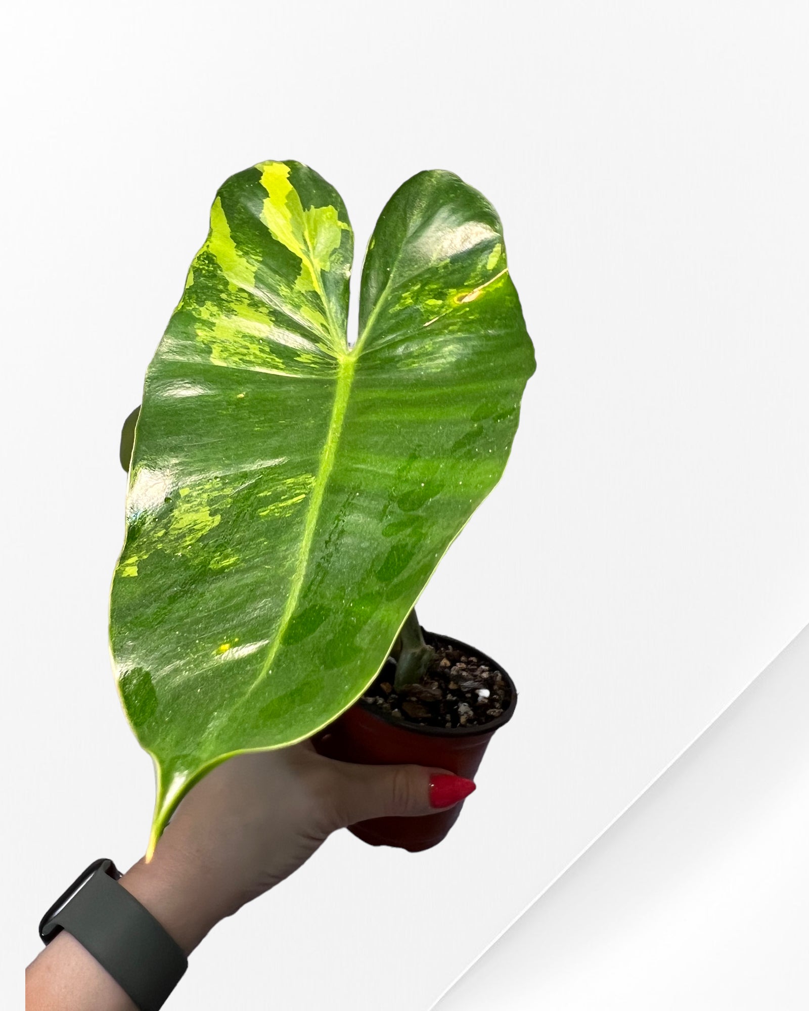 Philodendron Burle Marx Variegated-PO0825