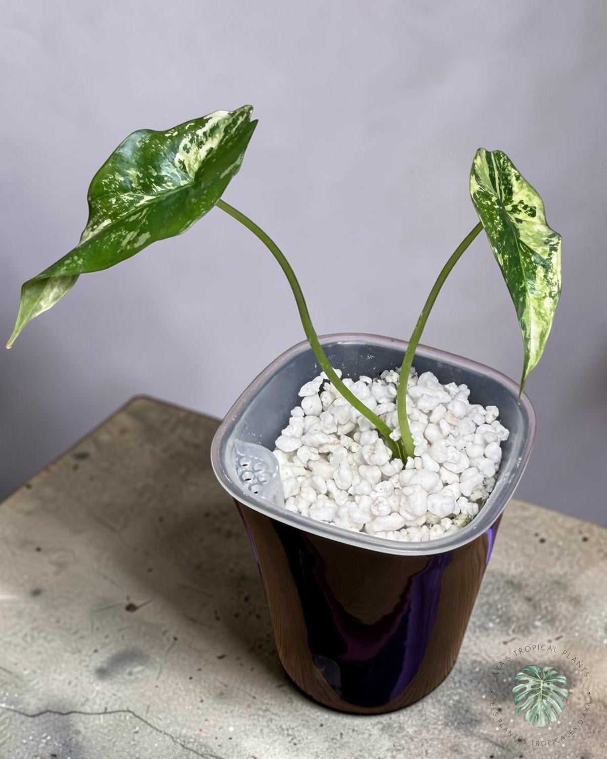 Alocasia Simpo Albo Variegated
