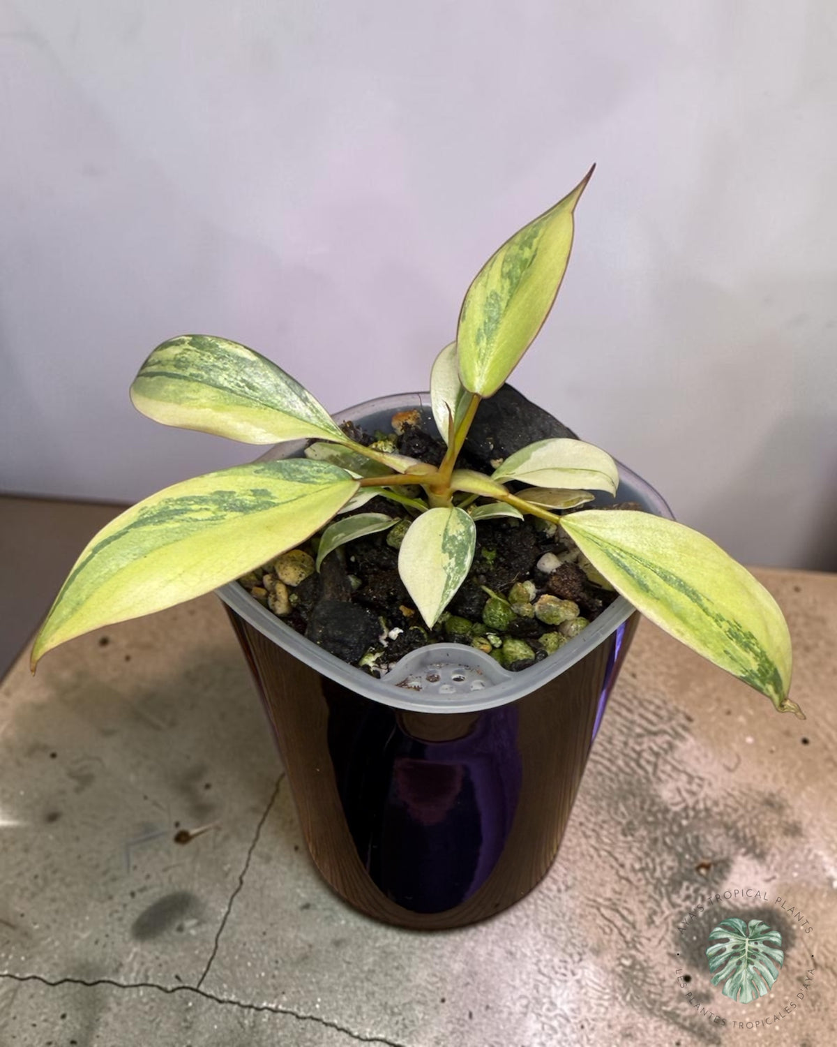 Philodendron Atabapoense rose