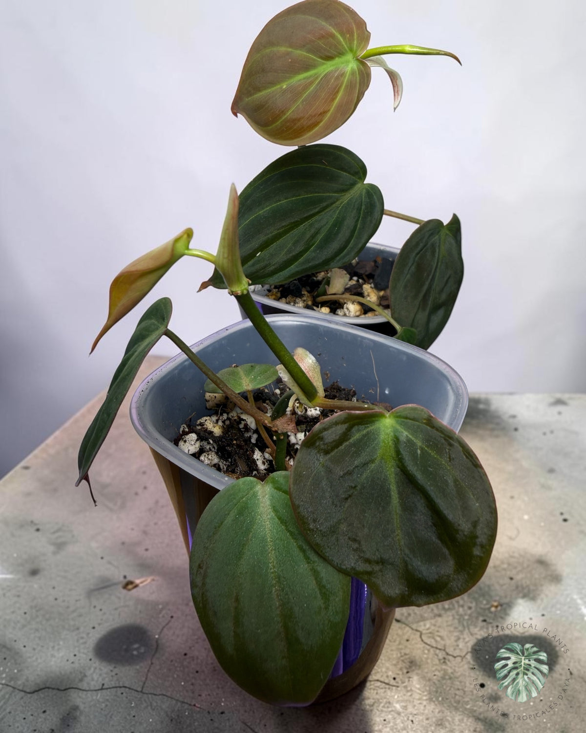 Philodendron Micans