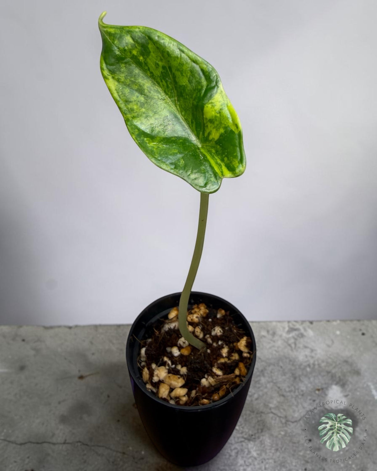 Alocasia Dragon Scale Aurea