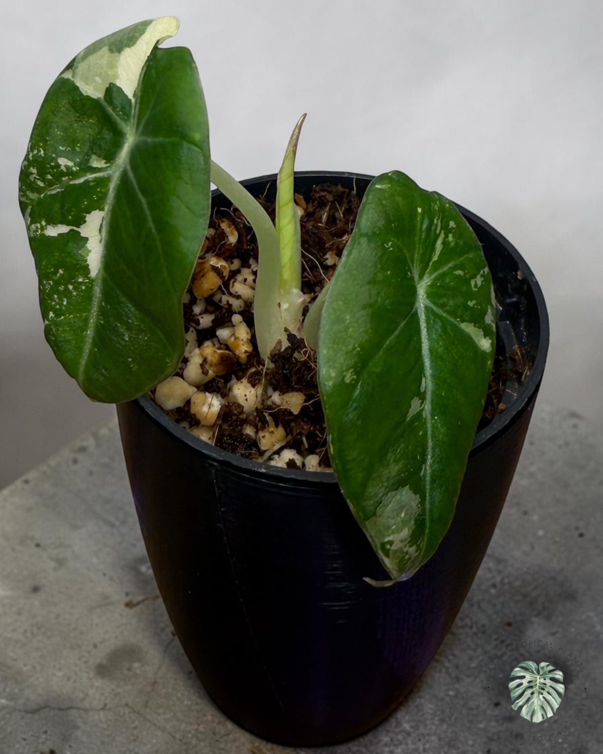 Alocasia Black Velvet Albo à panachure rose (Copie)