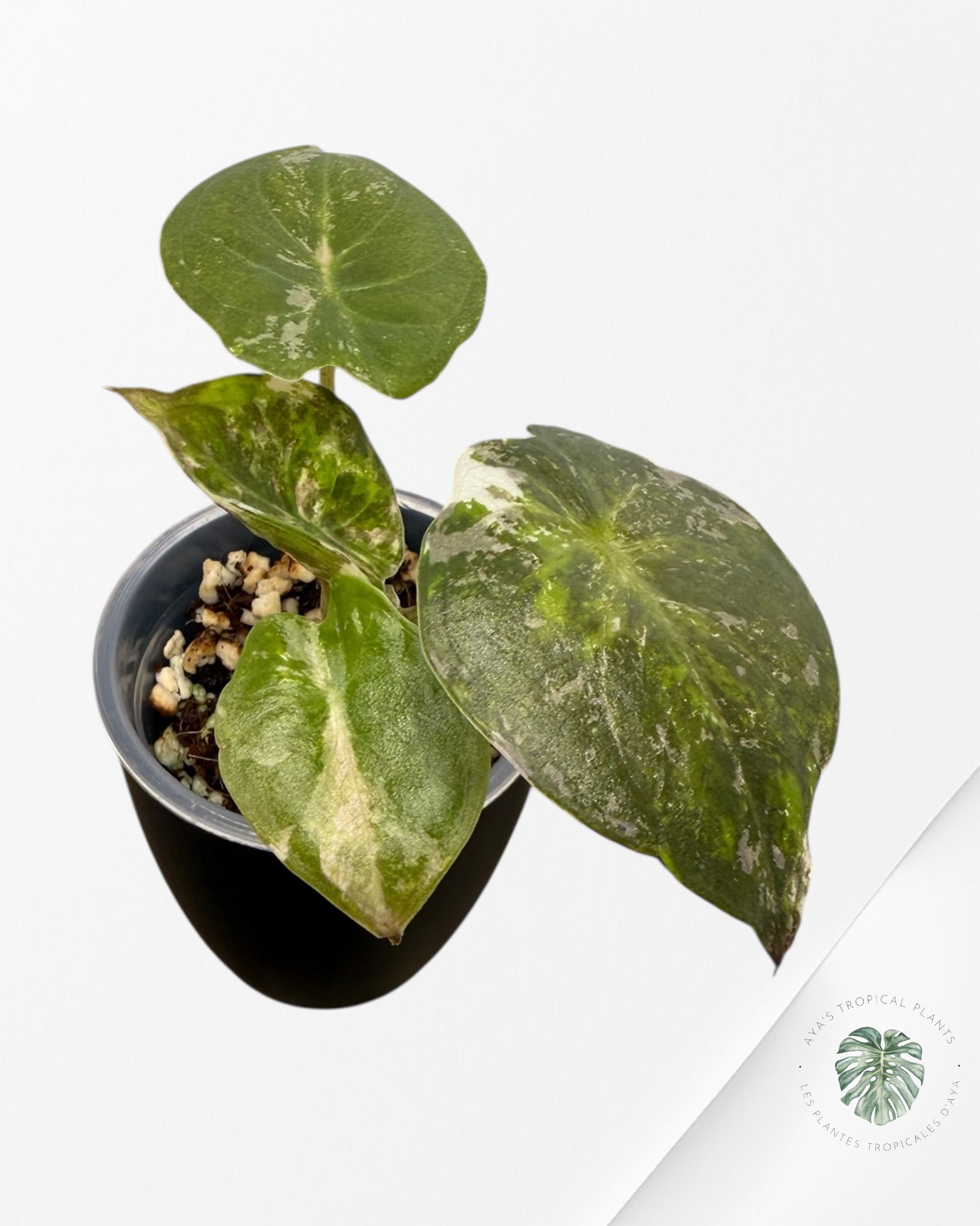 Alocasia Wentii Albo rose panaché